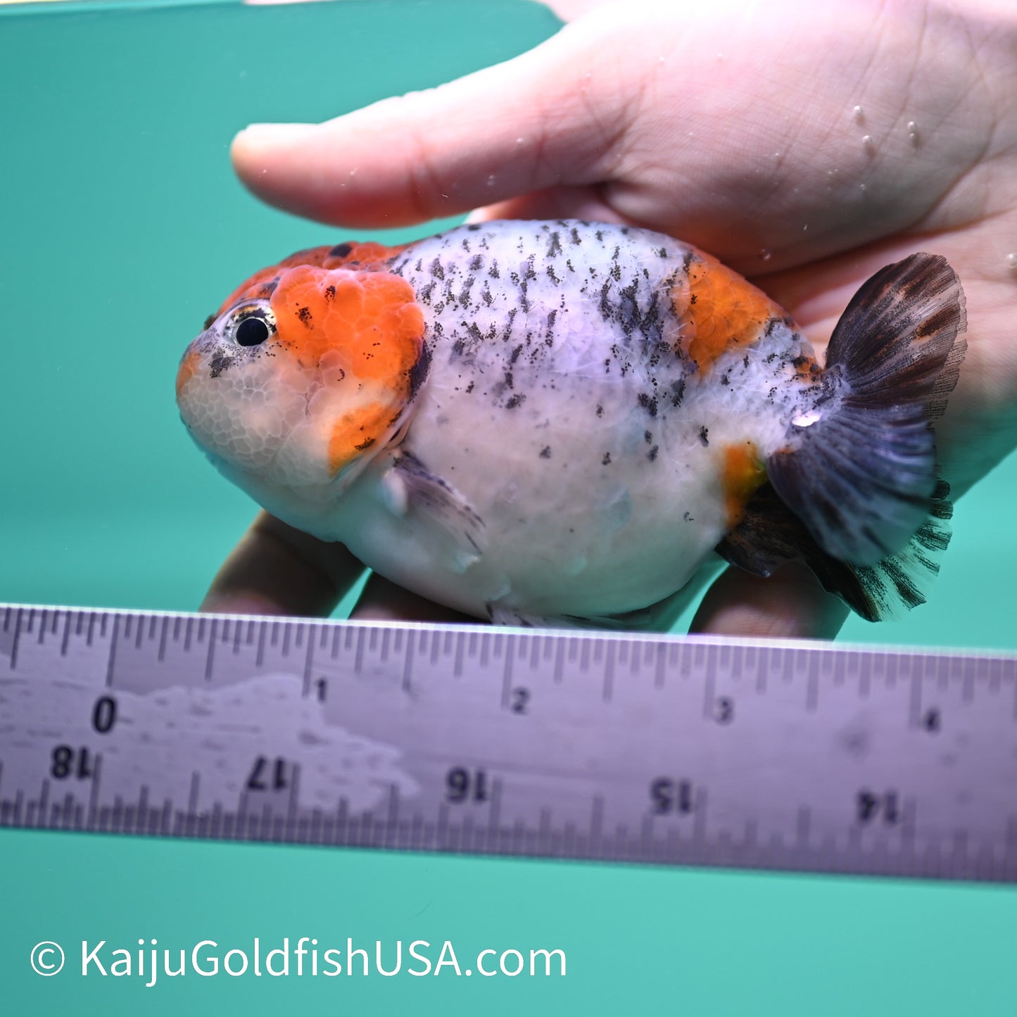 Red Head Blue Calico Ranchu 3.5-4 inches (240329_RC7) - Kaiju Goldfish USA