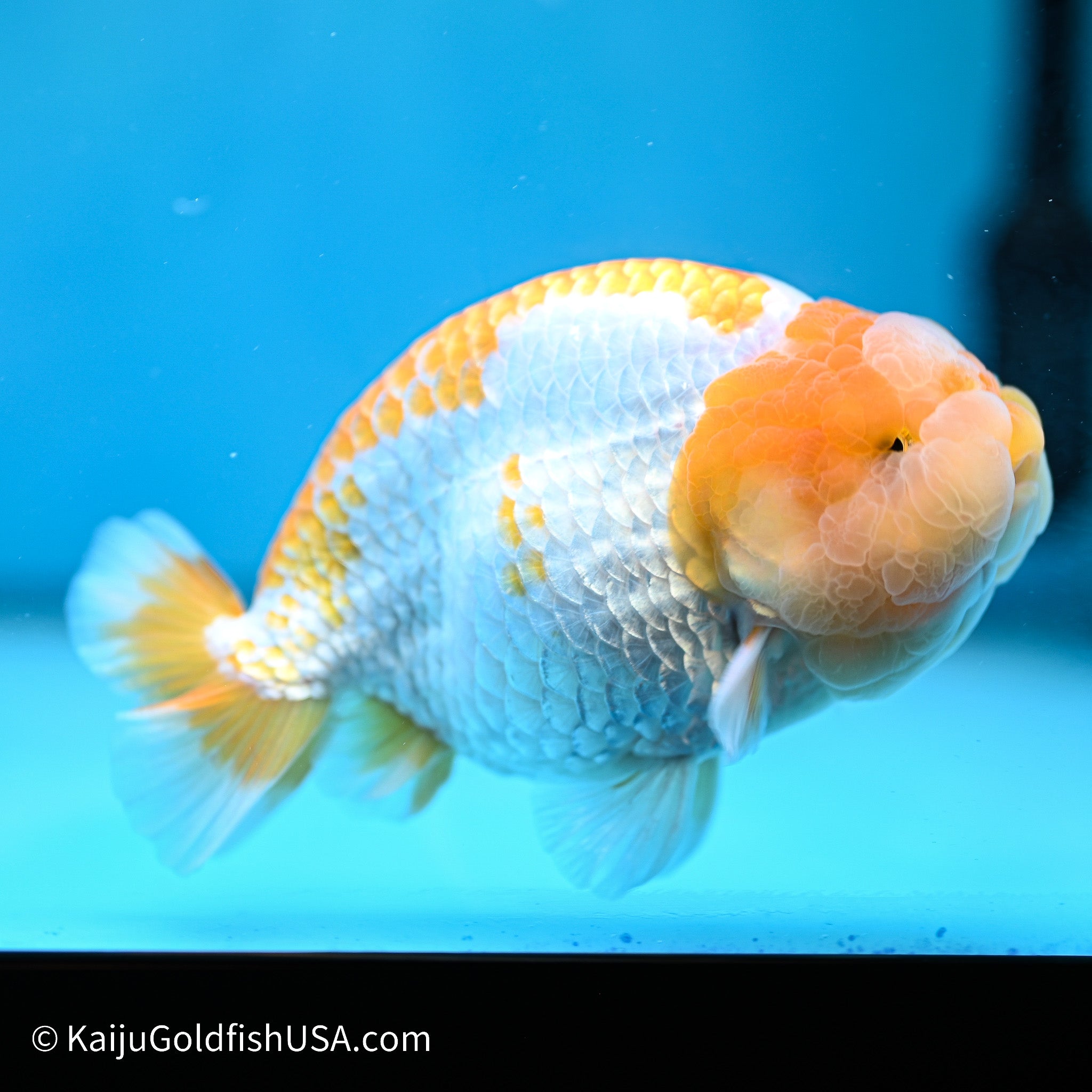 Yellow White Buffalo Ranchu | Kaiju Goldfish USA