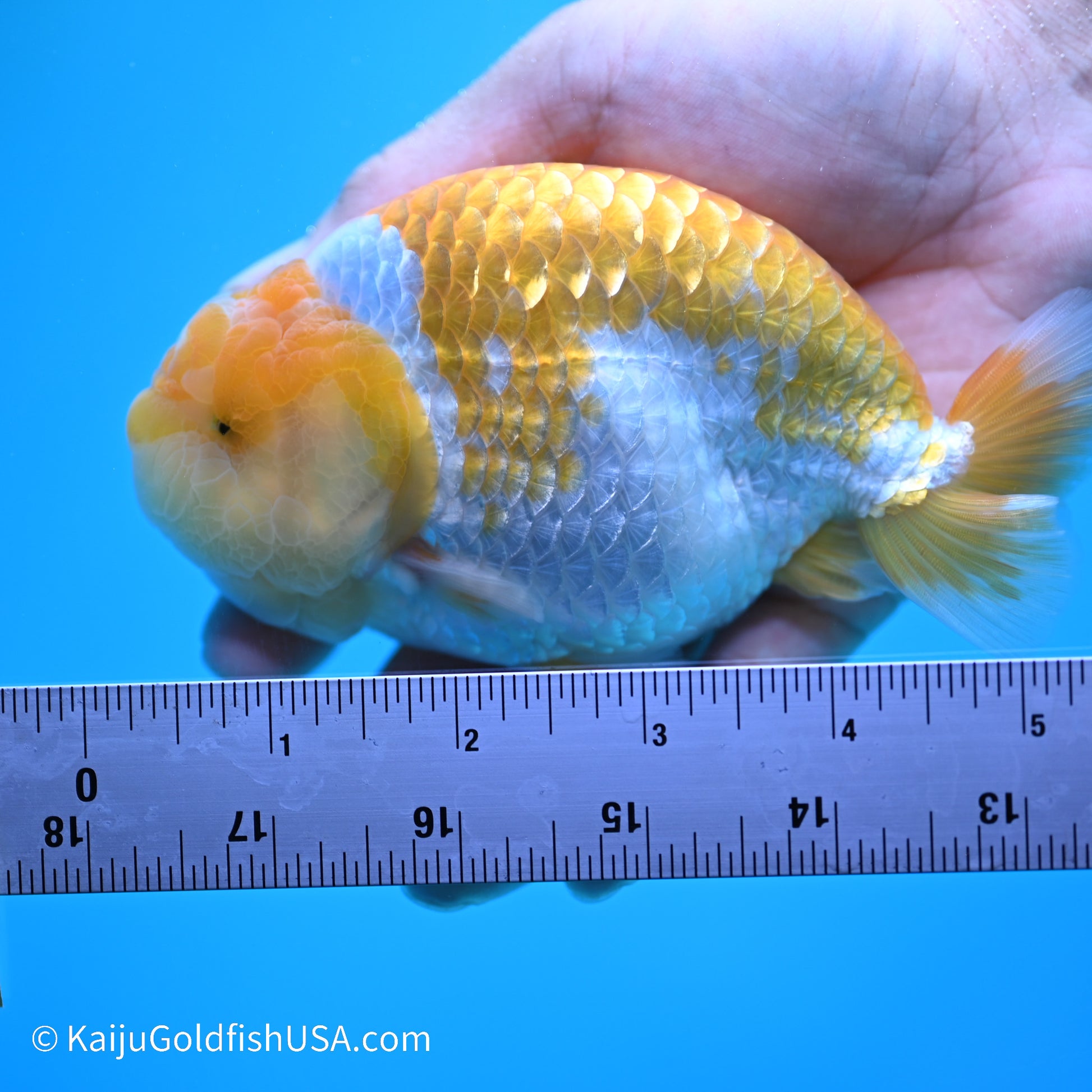 Peach Lionchu 4.5in body (240524_RC07) - Kaiju Goldfish USA