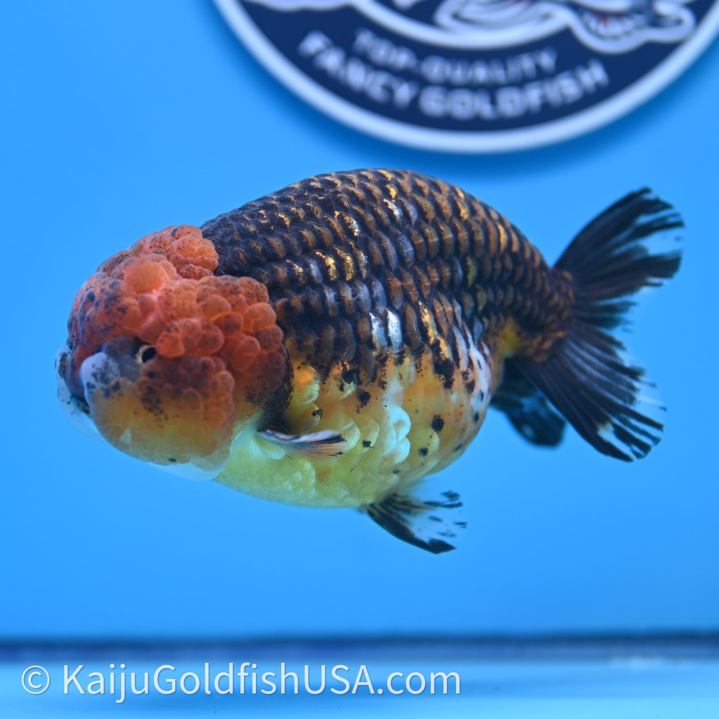 Shogun Red Kirin Ranchu 4.6 in Body (240719_RC08) - Kaiju Goldfish USA