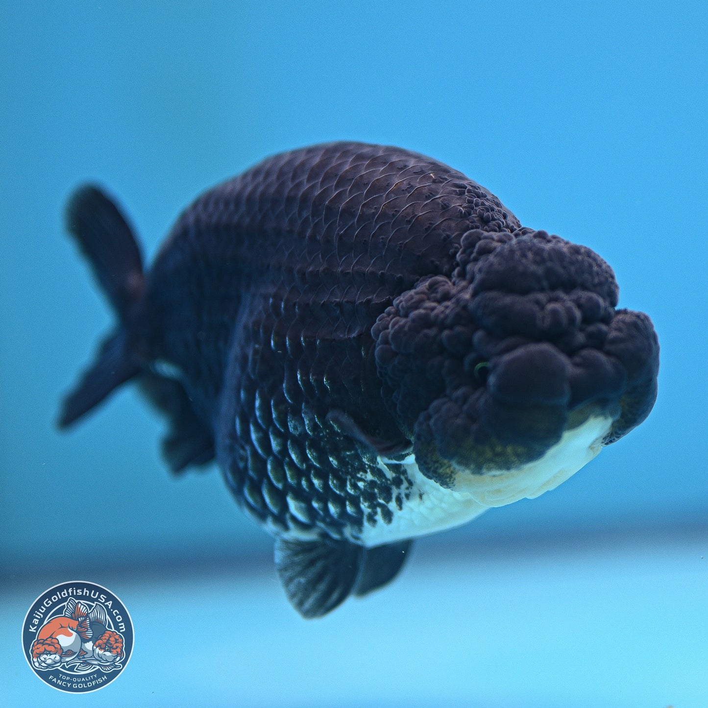 Platinum Ranchu 4.5 inches (241025_RC08) - Kaiju Goldfish USA