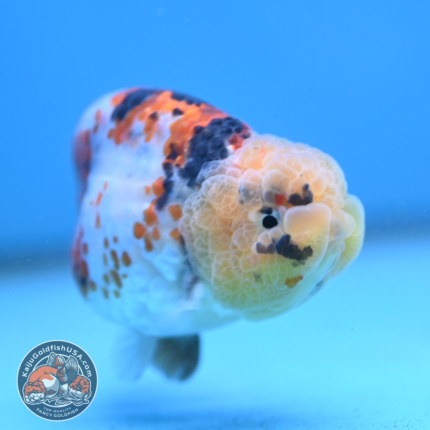 Tricolor Ranchu 3.5 inch Body (251003_RC08)