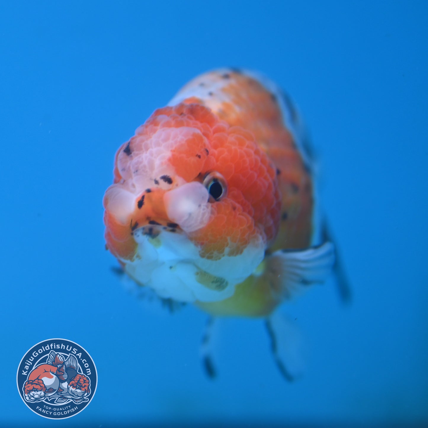 Calico Ranchu 4 inch Body (250919_RC08)