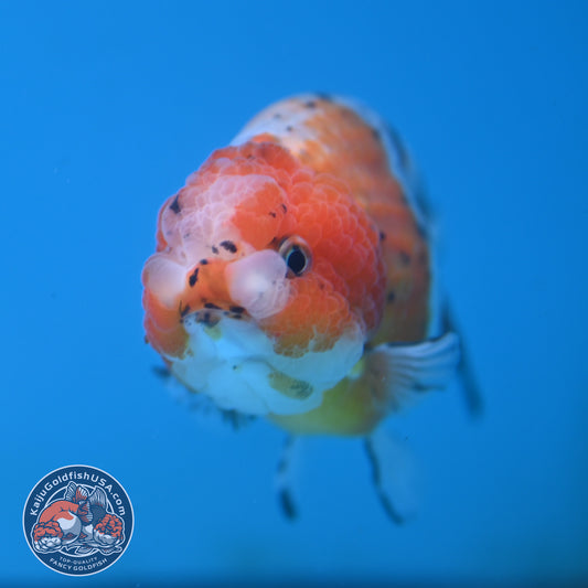 Calico Ranchu 4 inch Body (250919_RC08)