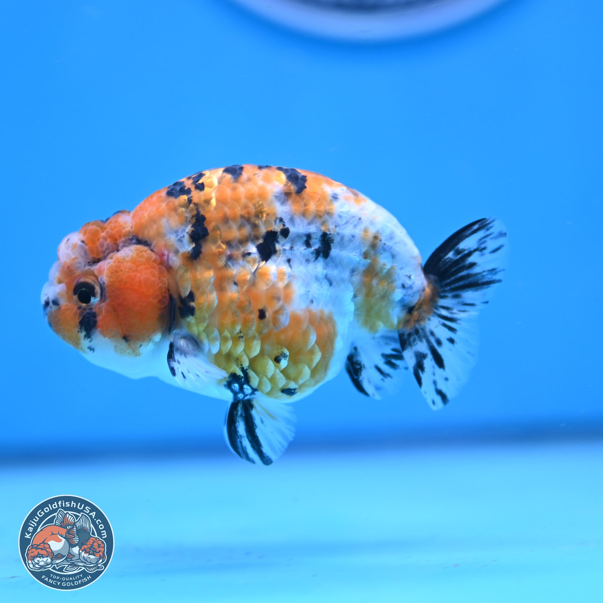 Tricolor Ranchu 3.5in Body (240823_OR08) - Kaiju Goldfish USA