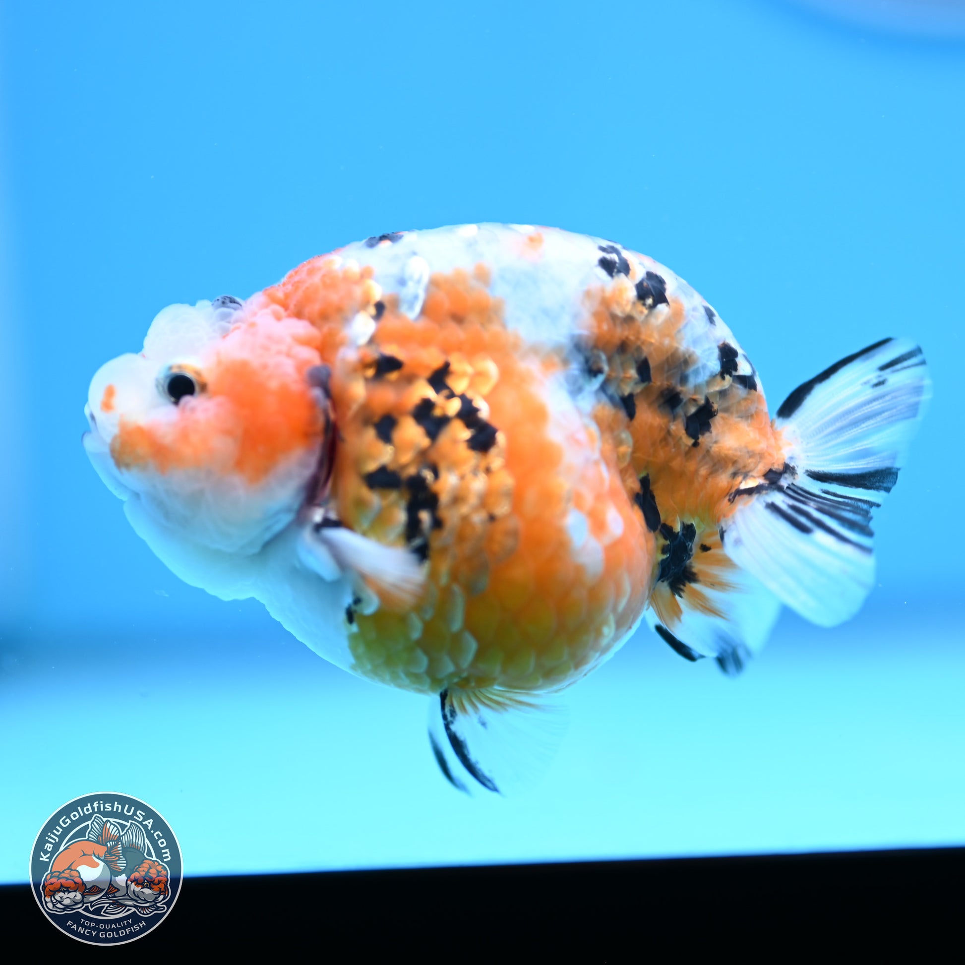 Tricolor Calico Ranchu 3 in Body (240809_RC08) - Kaiju Goldfish USA