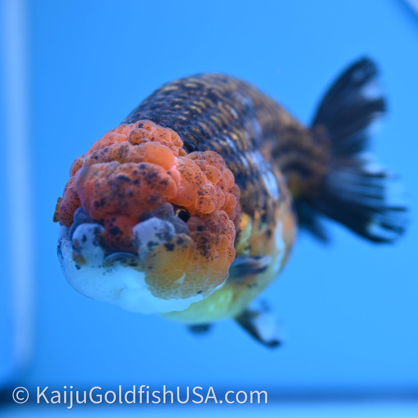 Shogun Red Kirin Ranchu 4.6 in Body (240719_RC08) - Kaiju Goldfish USA