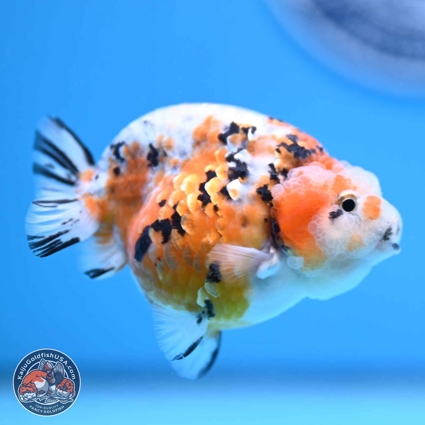 Tricolor Calico Ranchu 3 in Body (240809_RC08) - Kaiju Goldfish USA