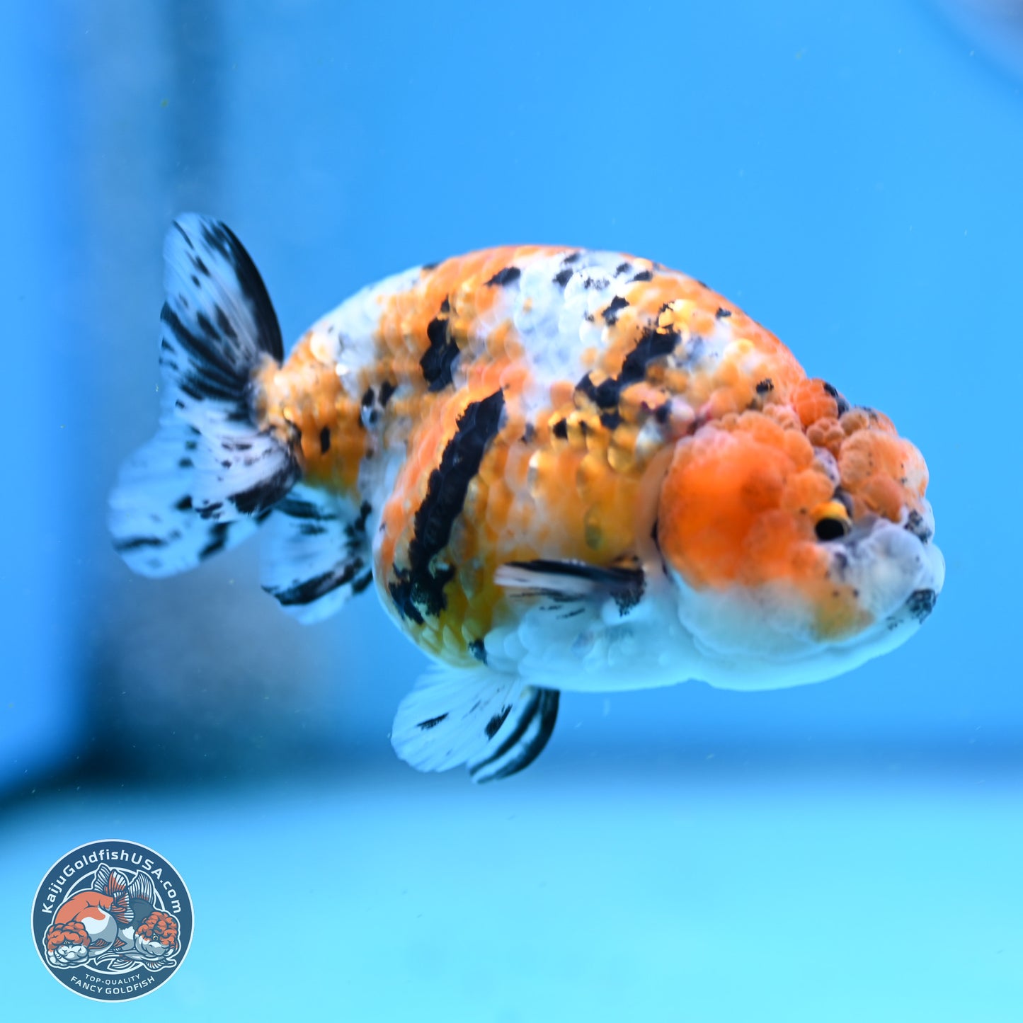 Tricolor Ranchu 3.5in Body (240823_OR08) - Kaiju Goldfish USA