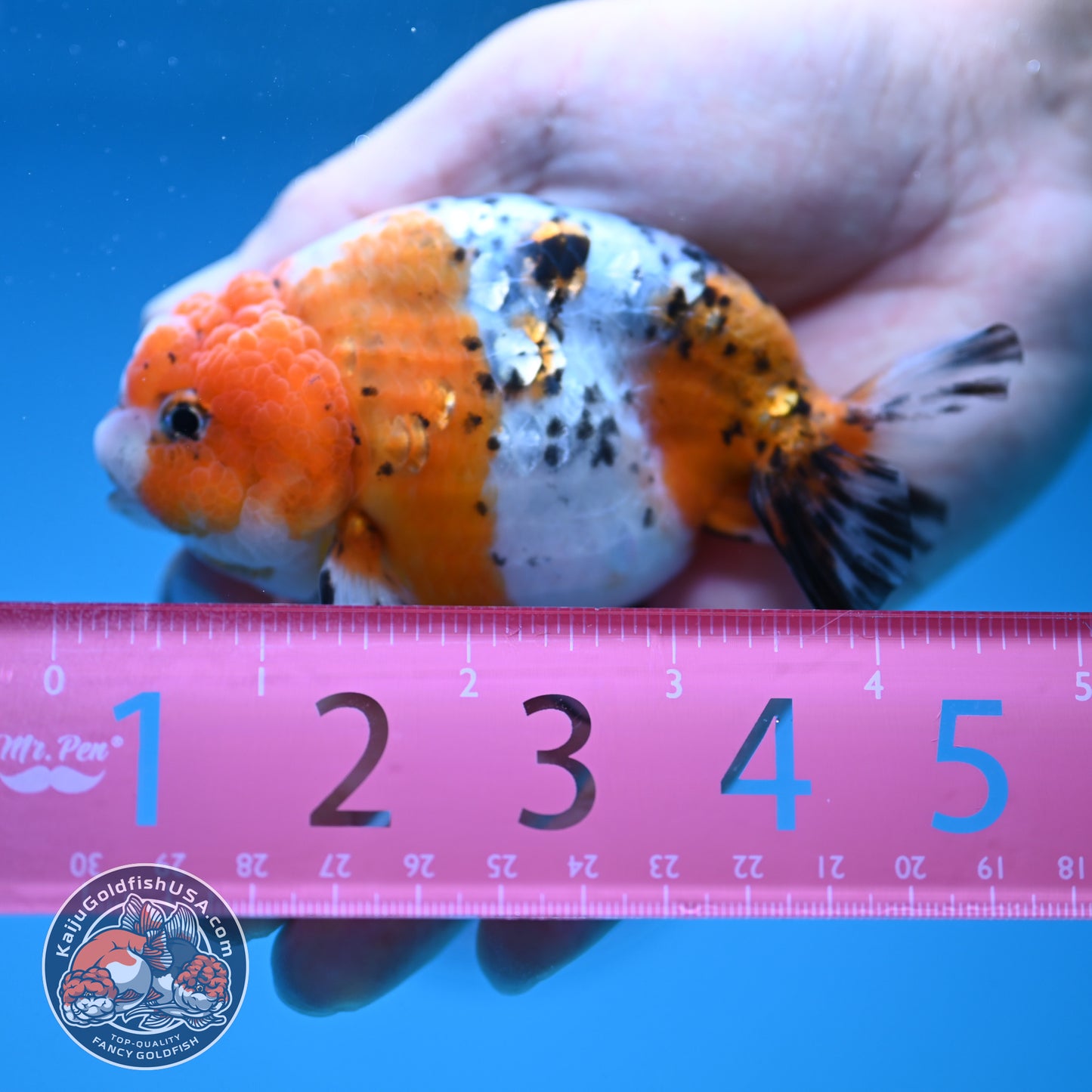 Calico Ranchu 4 inch Body (250919_RC08)