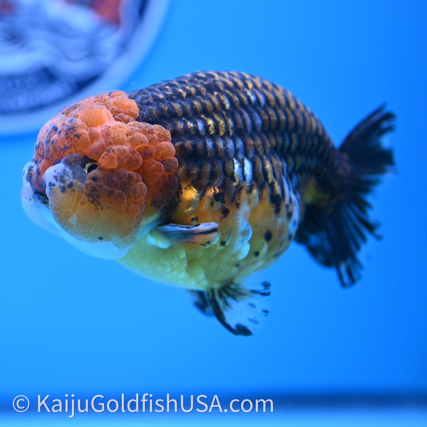 Shogun Red Kirin Ranchu 4.6 in Body (240719_RC08) - Kaiju Goldfish USA