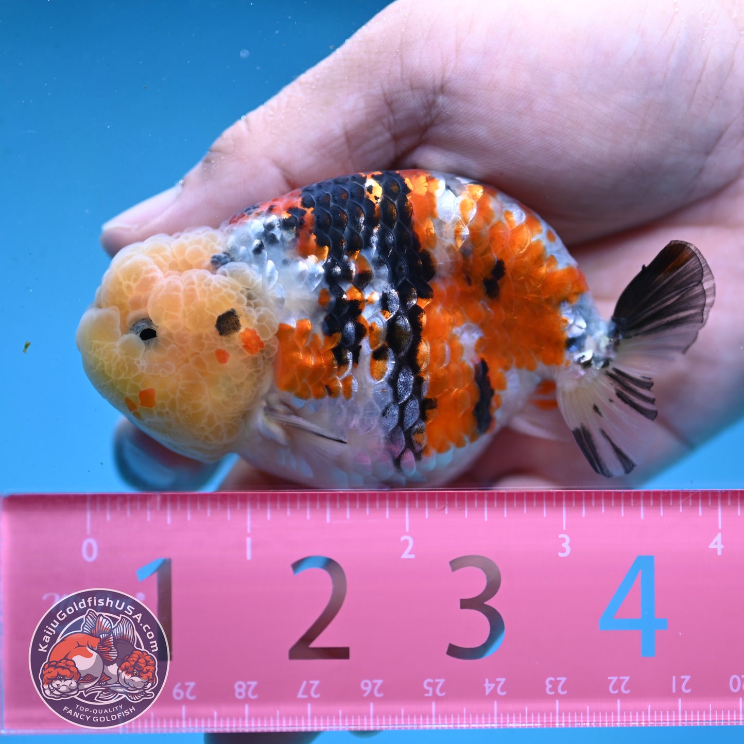 Tricolor Ranchu 3.5 inch Body (251003_RC08)