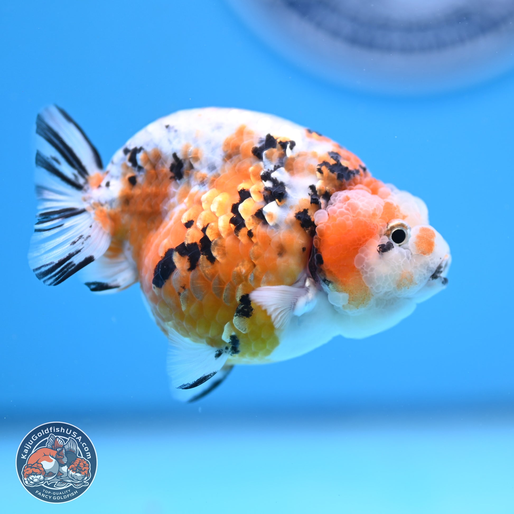 Tricolor Calico Ranchu 3 in Body (240809_RC08) - Kaiju Goldfish USA