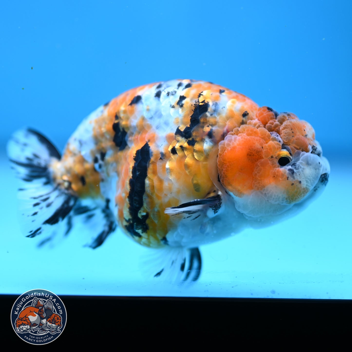 Tricolor Ranchu 3.5in Body (240823_OR08) - Kaiju Goldfish USA