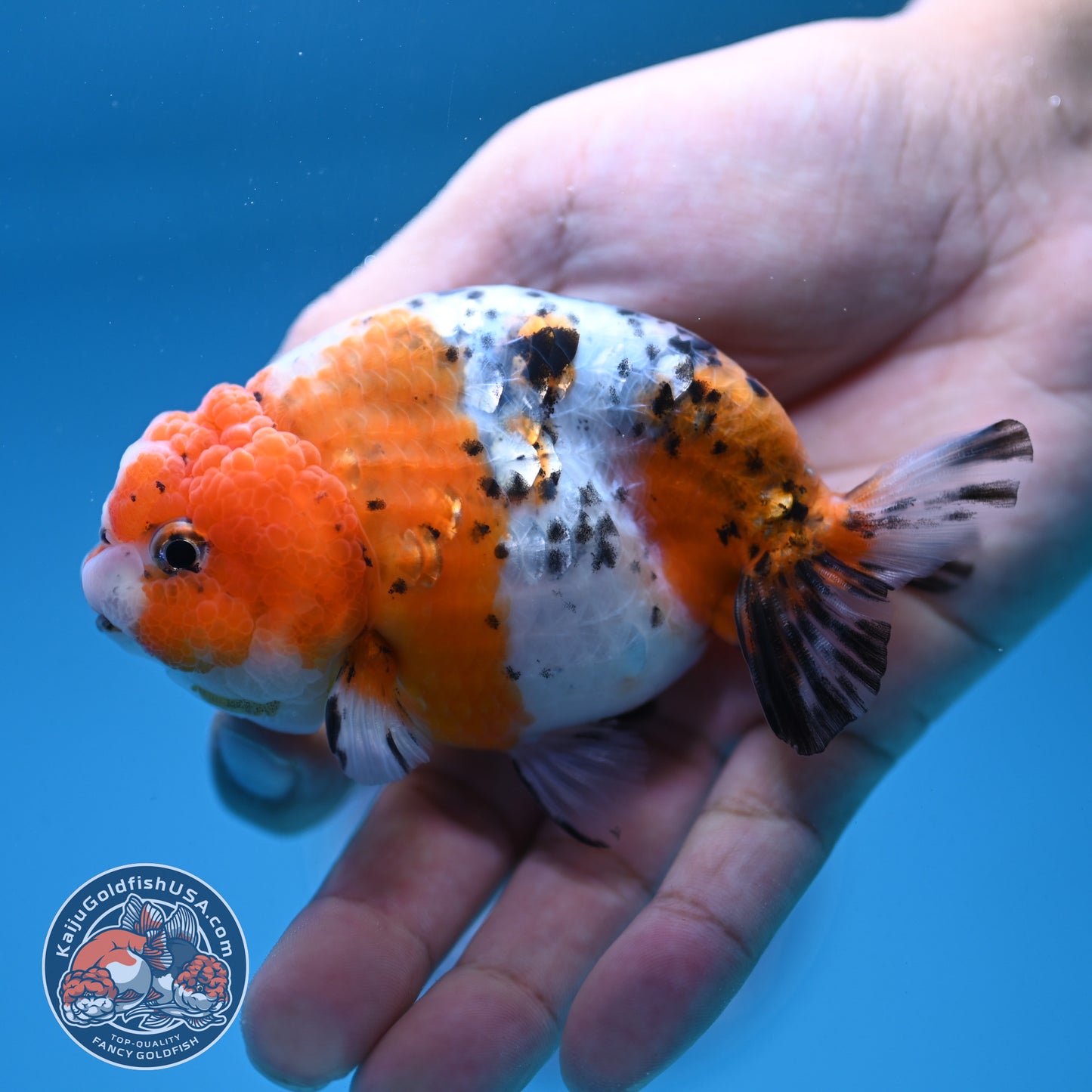 Calico Ranchu 4 inch Body (250919_RC08)
