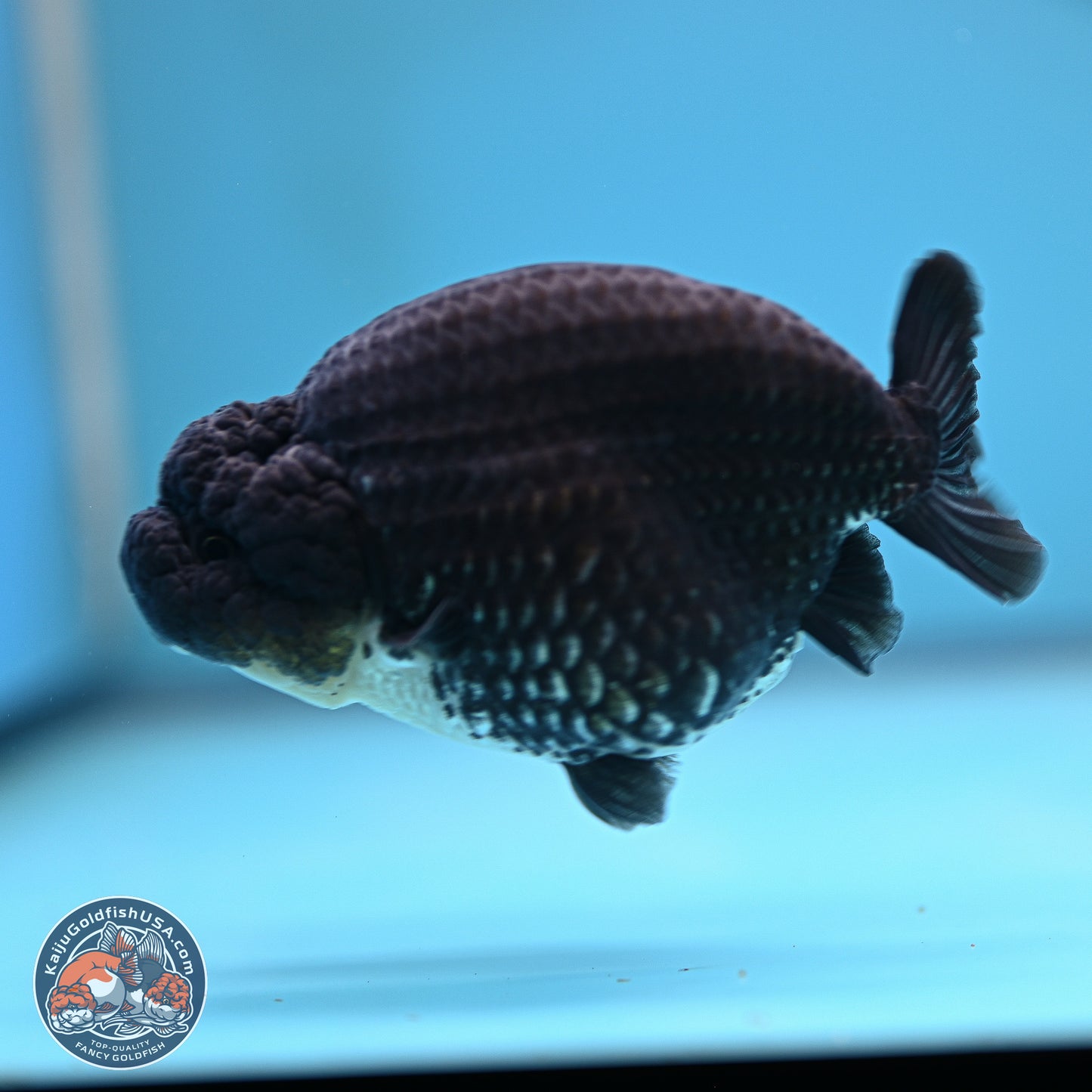 Platinum Ranchu 4.5 inches (241025_RC08) - Kaiju Goldfish USA