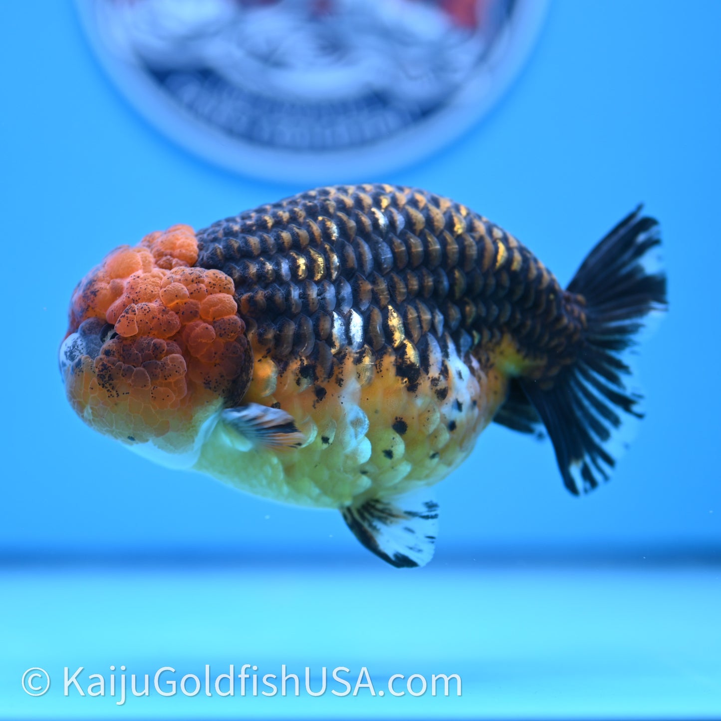 Shogun Red Kirin Ranchu 4.6 in Body (240719_RC08) - Kaiju Goldfish USA