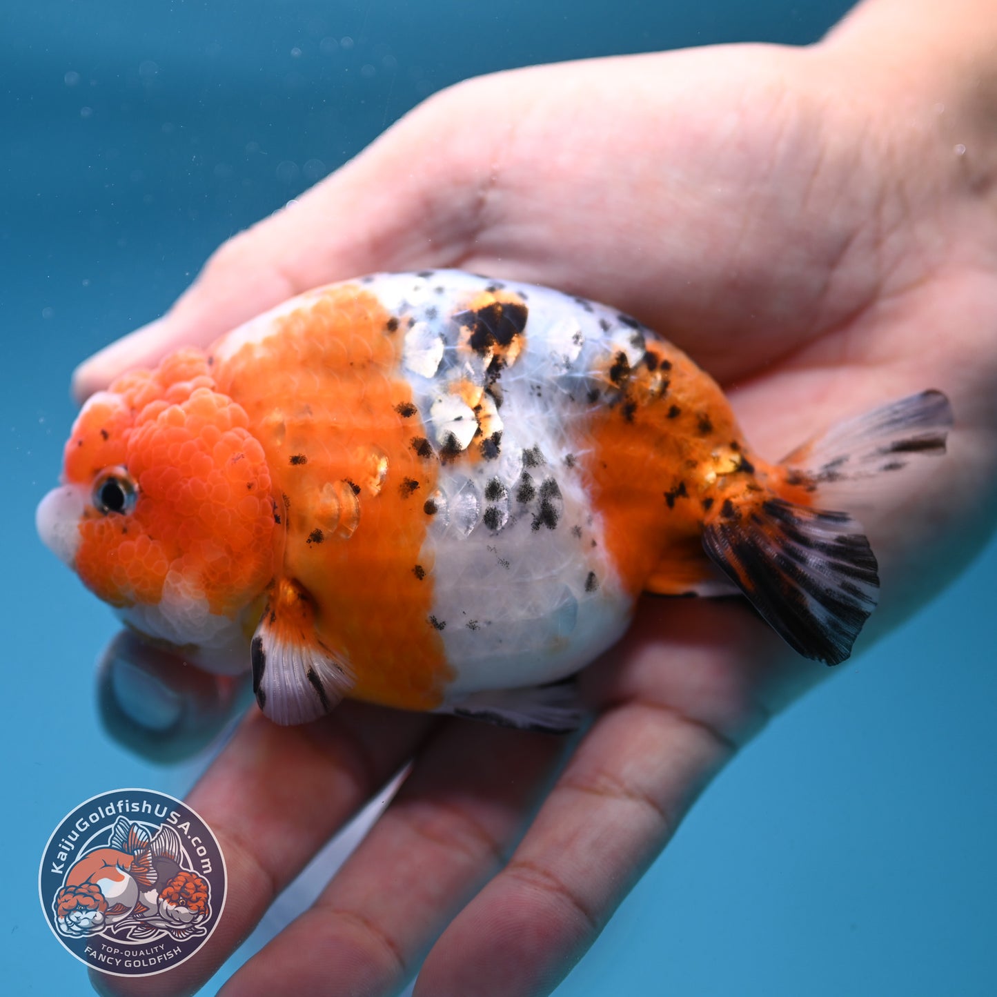 Calico Ranchu 4 inch Body (250919_RC08)