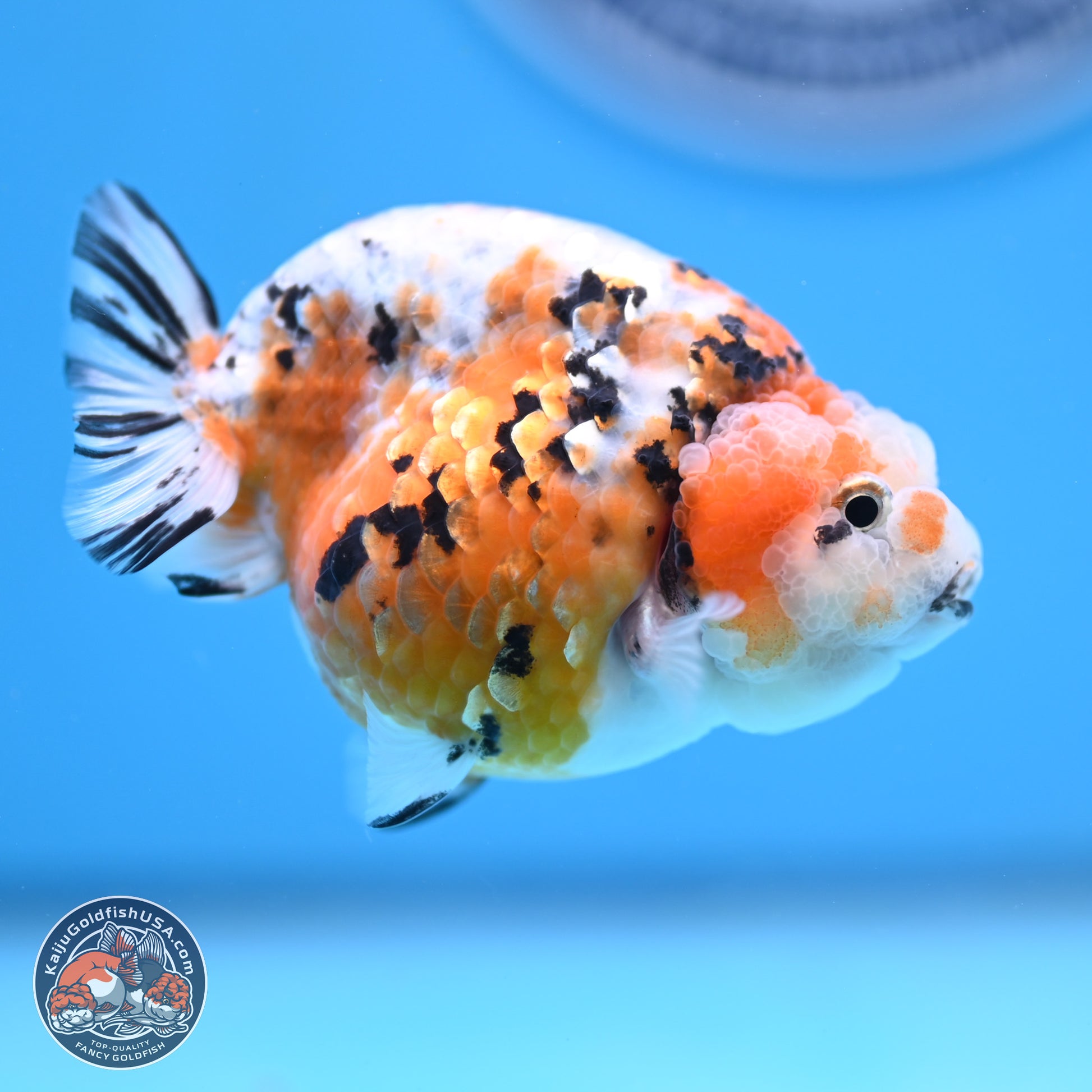 Tricolor Calico Ranchu 3 in Body (240809_RC08) - Kaiju Goldfish USA