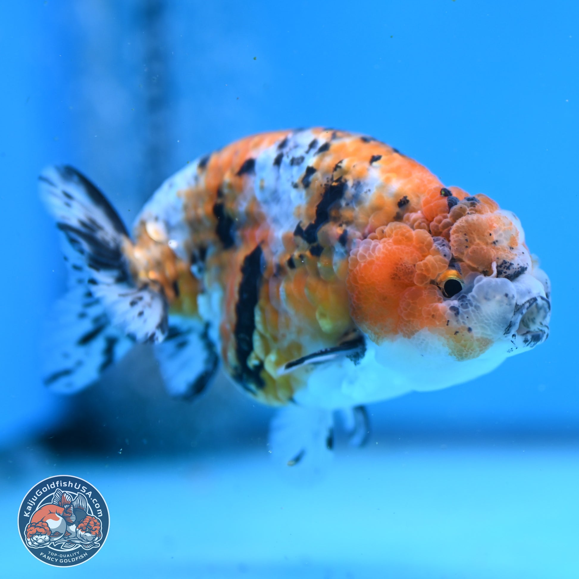 Tricolor Ranchu 3.5in Body (240823_OR08) - Kaiju Goldfish USA