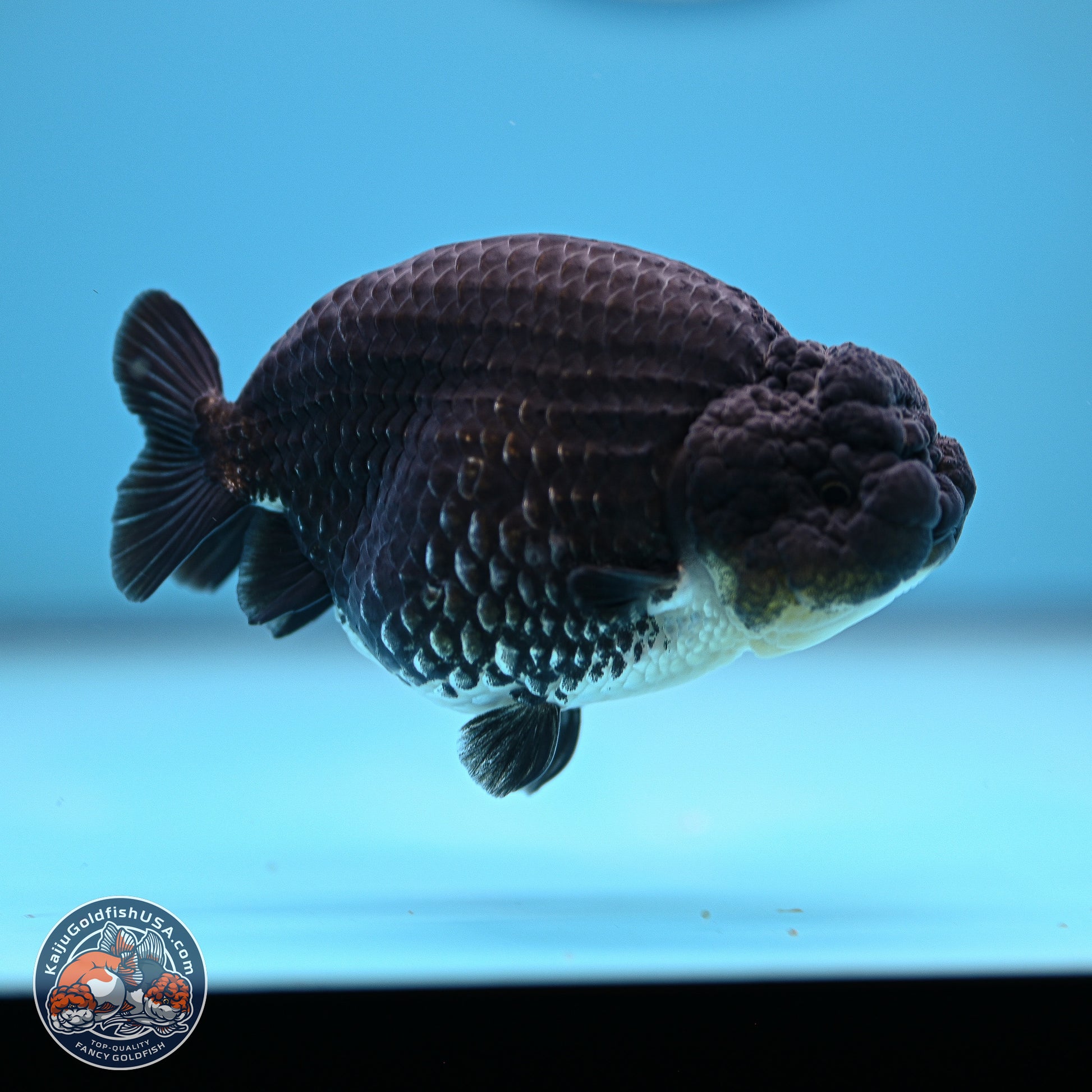 Platinum Ranchu 4.5 inches (241025_RC08) - Kaiju Goldfish USA