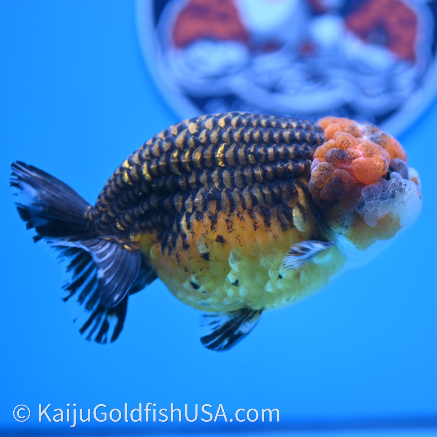 Shogun Red Kirin Ranchu 4.6 in Body (240719_RC08) - Kaiju Goldfish USA