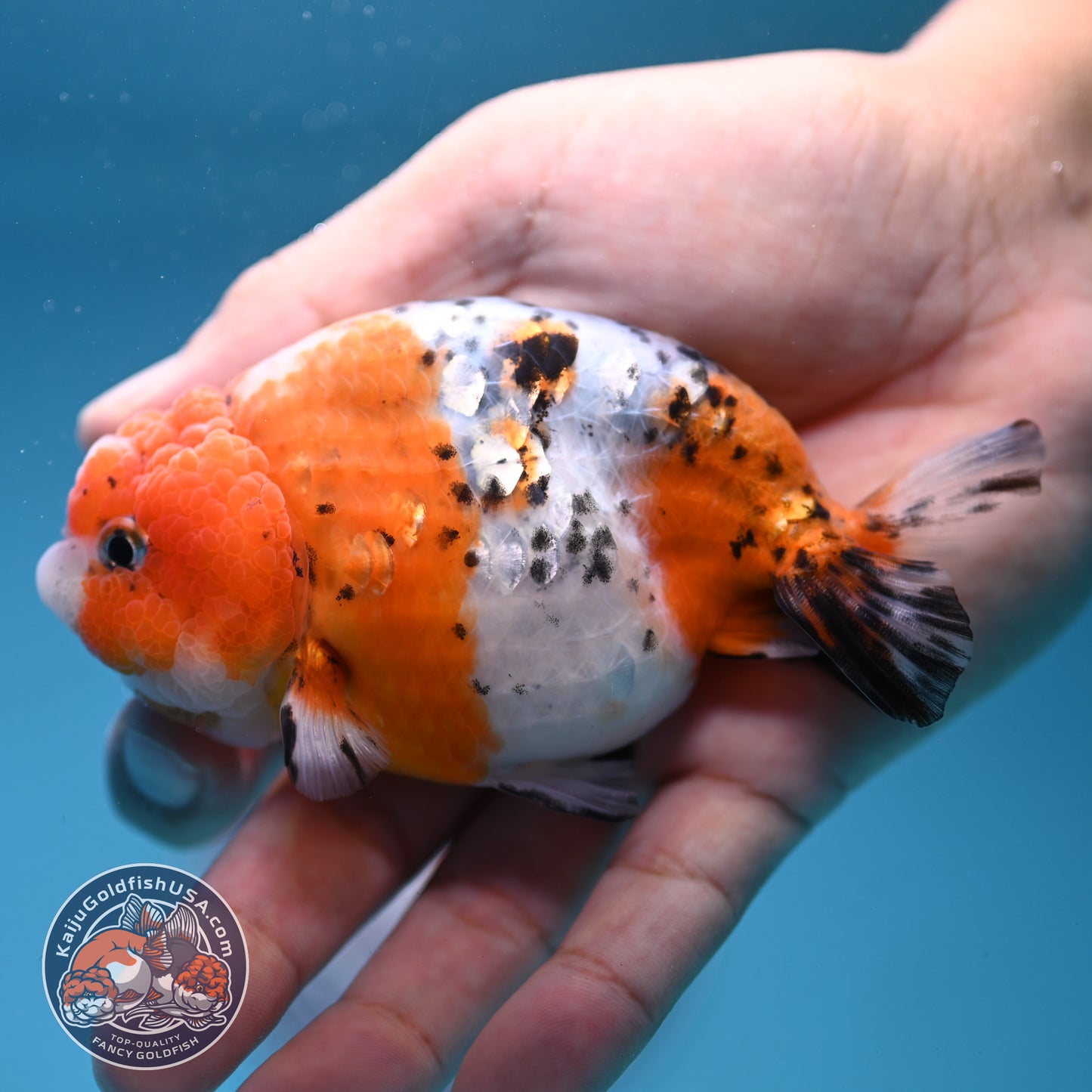Calico Ranchu 4 inch Body (250919_RC08)