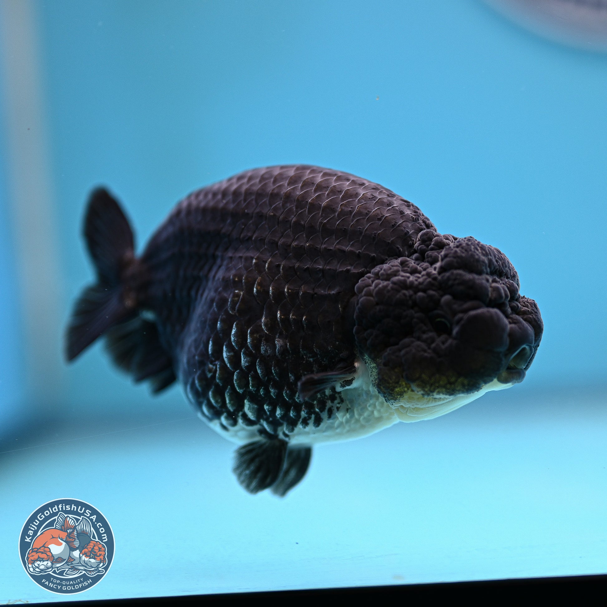 Platinum Ranchu 4.5 inches (241025_RC08) - Kaiju Goldfish USA
