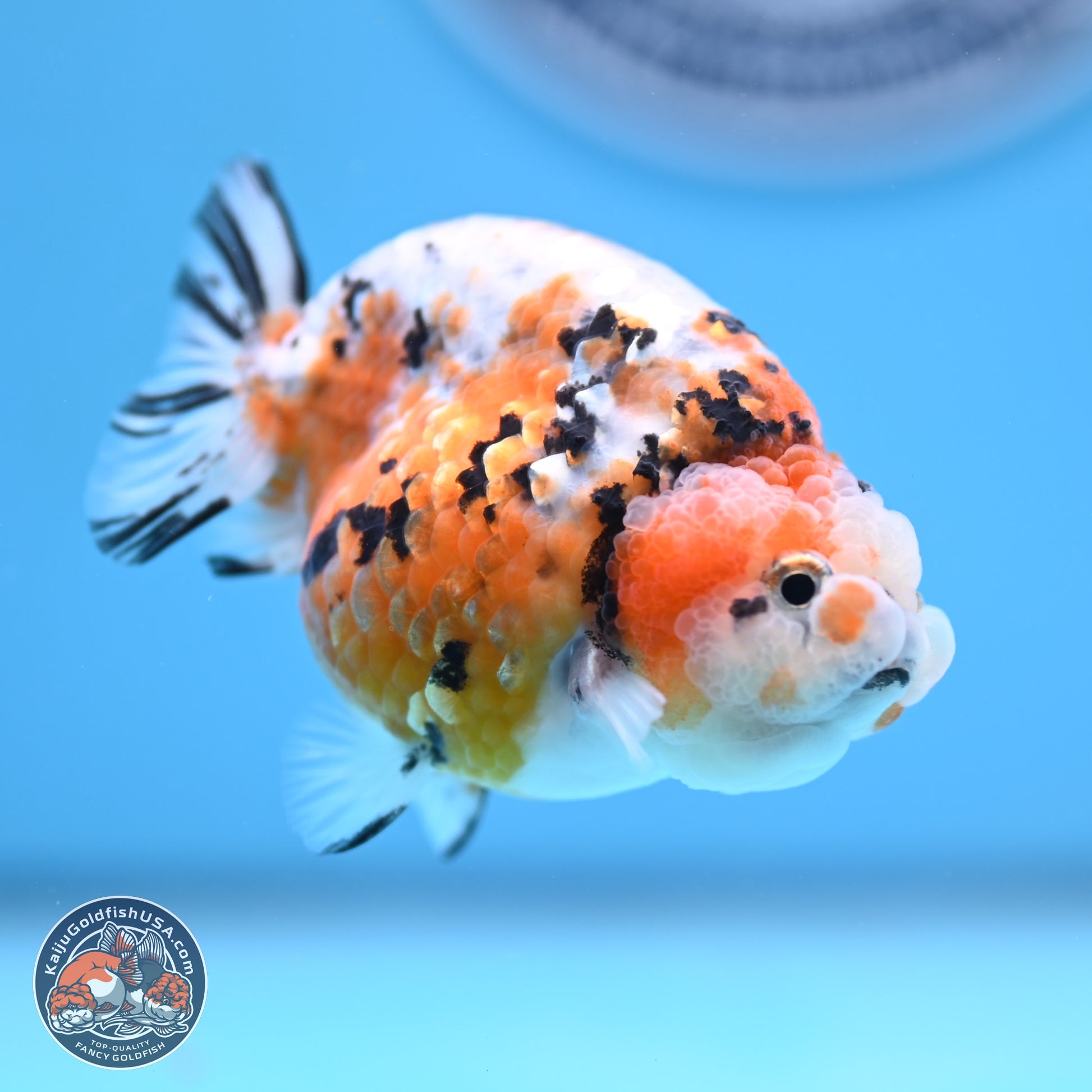 Tricolor Calico Ranchu 3 in Body (240809_RC08) - Kaiju Goldfish USA