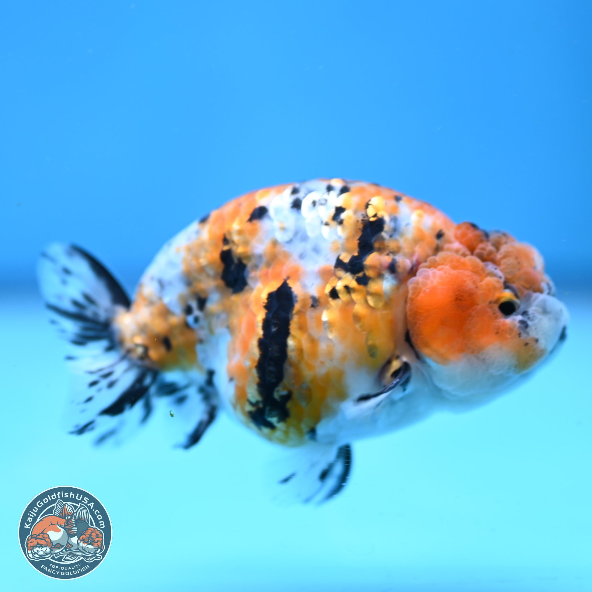 Tricolor Ranchu 3.5in Body (240823_OR08) - Kaiju Goldfish USA