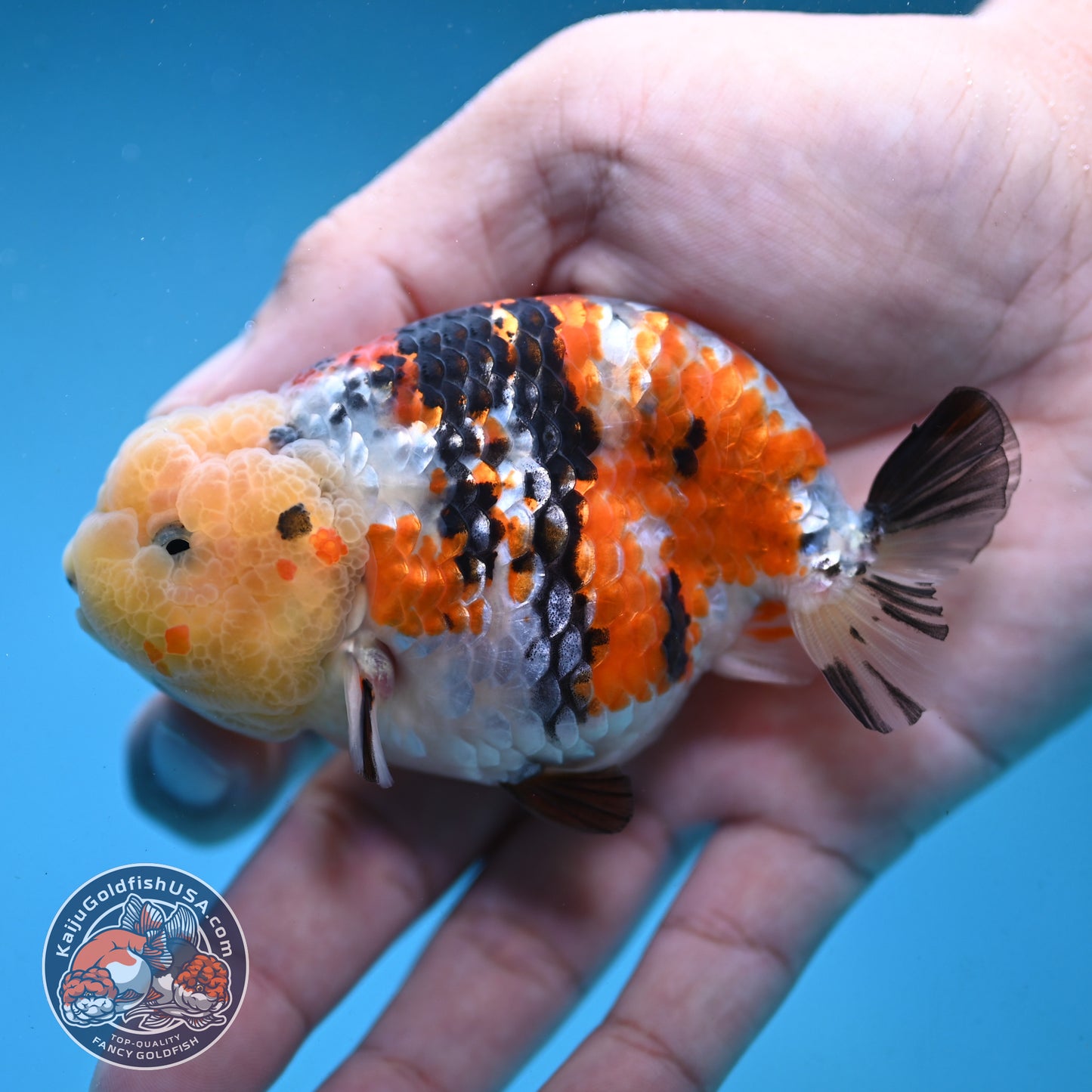 Tricolor Ranchu 3.5 inch Body (251003_RC08)