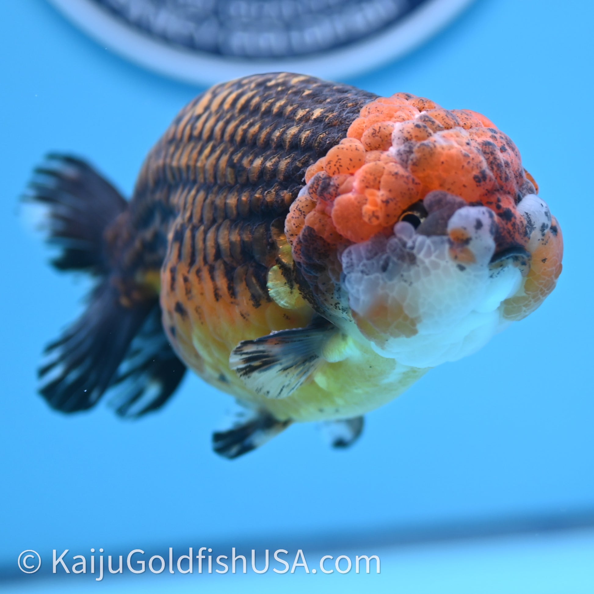 Shogun Red Kirin Ranchu 4.6 in Body (240719_RC08) - Kaiju Goldfish USA