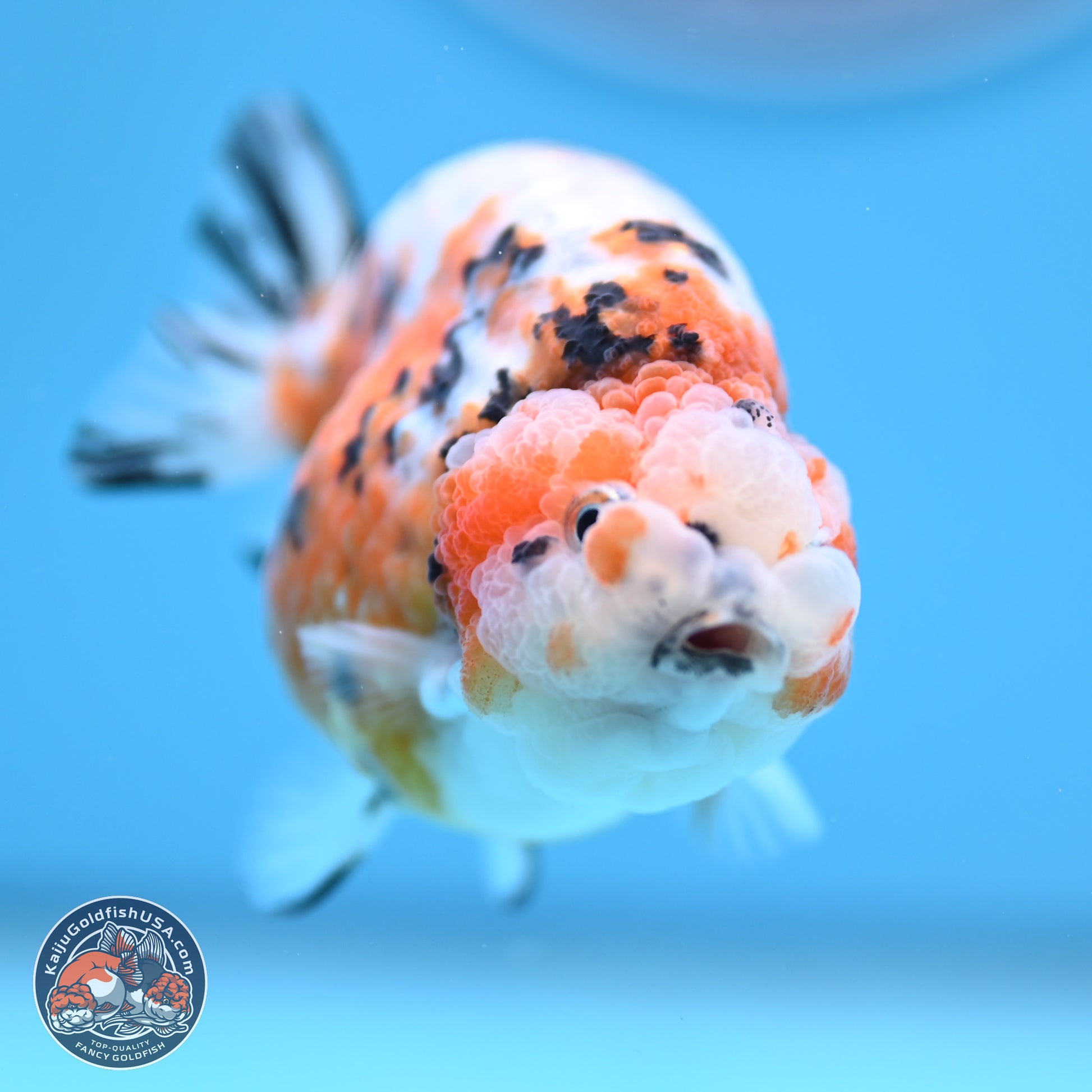 Tricolor Calico Ranchu 3 in Body (240809_RC08) - Kaiju Goldfish USA