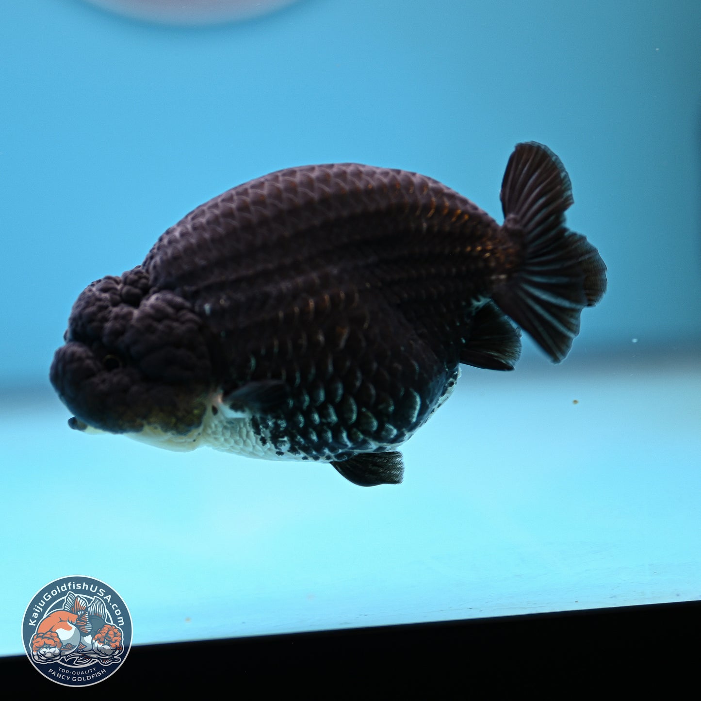 Platinum Ranchu 4.5 inches (241025_RC08) - Kaiju Goldfish USA