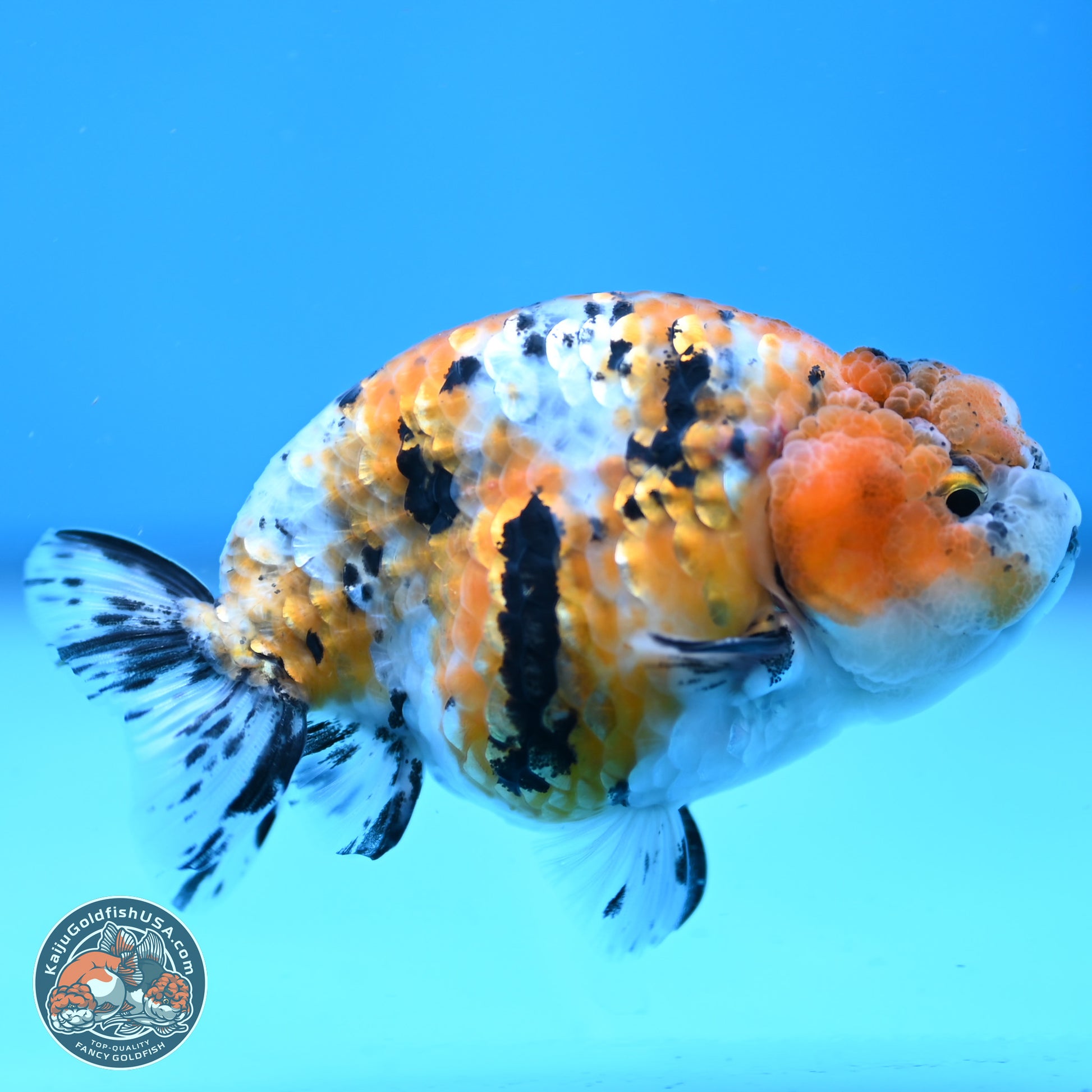 Tricolor Ranchu 3.5in Body (240823_OR08) - Kaiju Goldfish USA