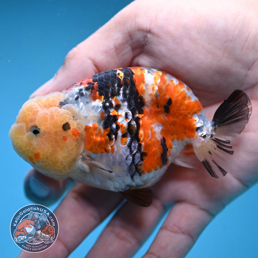 Tricolor Ranchu 3.5 inch Body (251003_RC08)