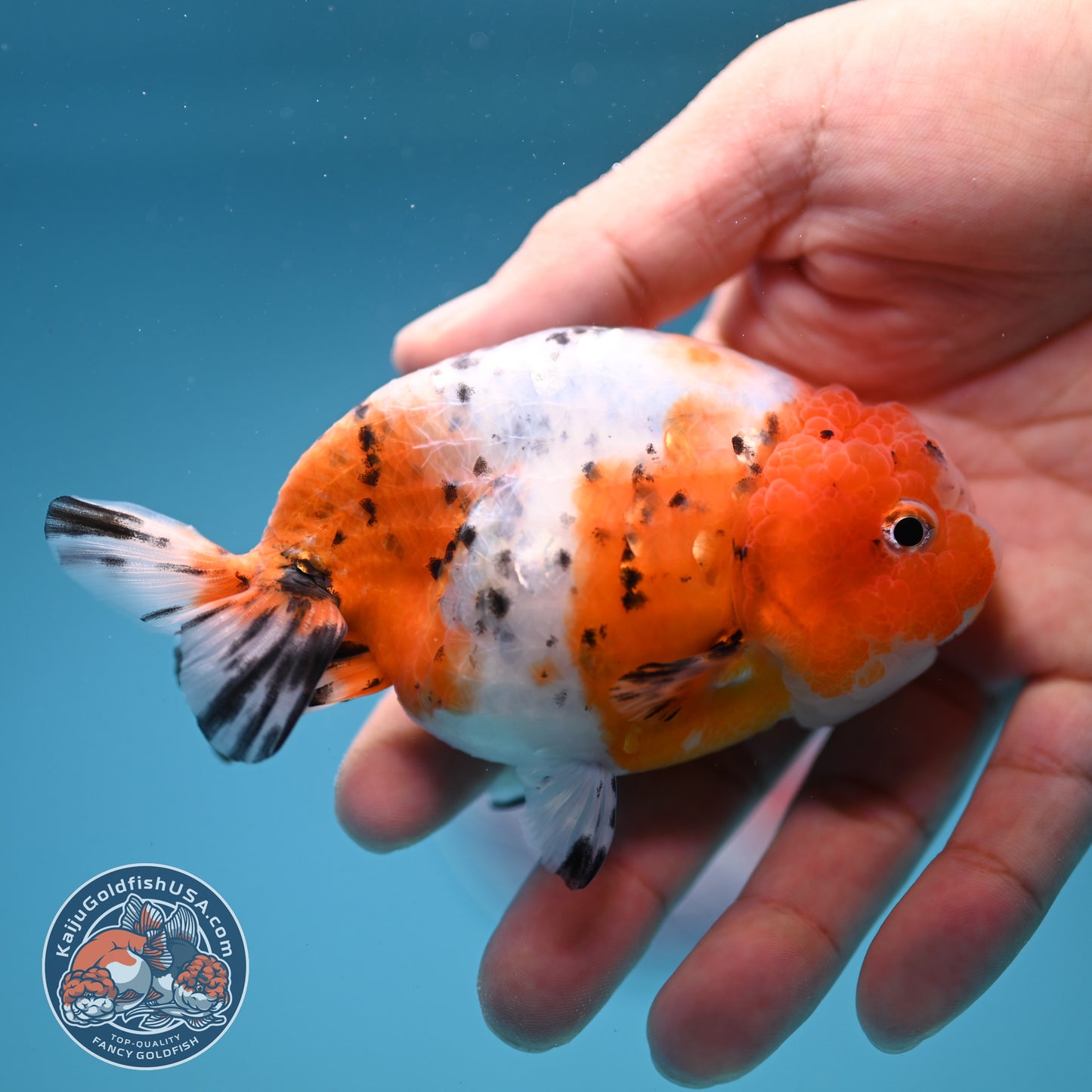 Calico Ranchu 4 inch Body (250919_RC08)
