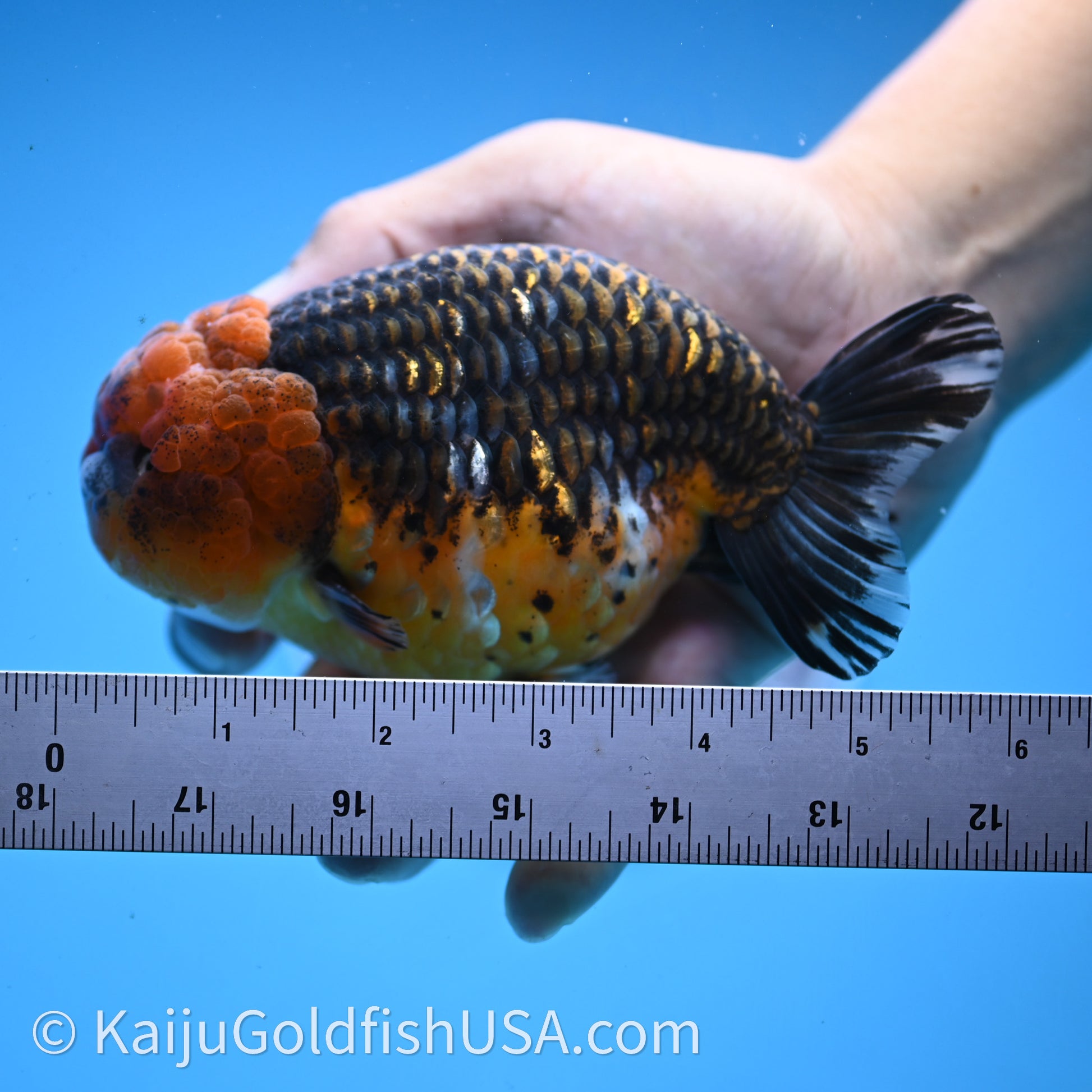 Shogun Red Kirin Ranchu 4.6 in Body (240719_RC08) - Kaiju Goldfish USA