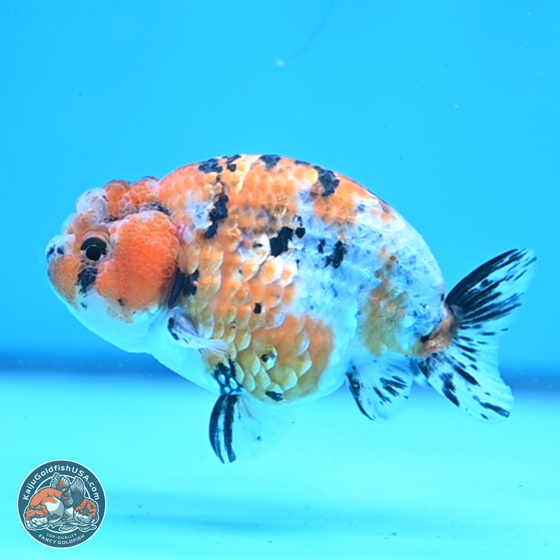 Tricolor Ranchu 3.5in Body (240823_OR08) - Kaiju Goldfish USA