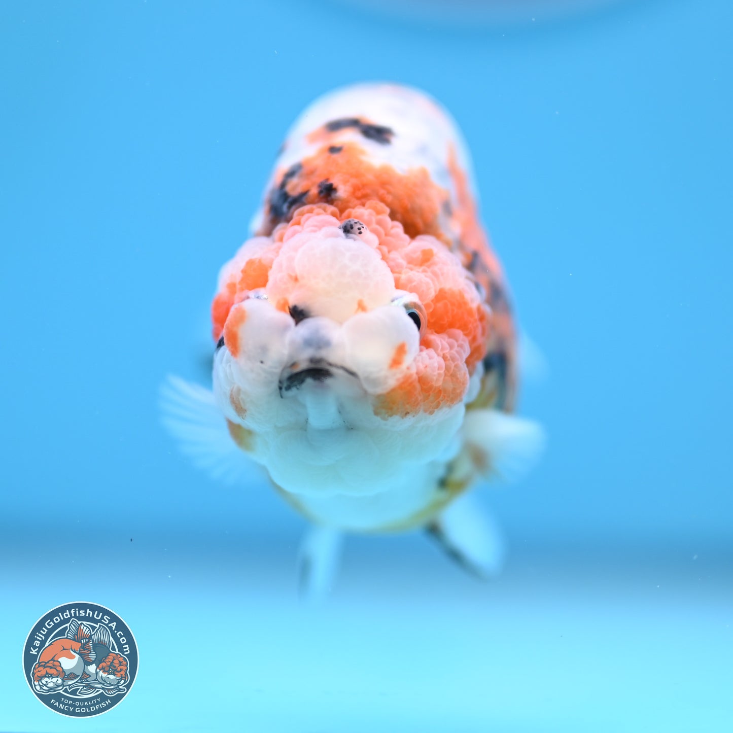 Tricolor Calico Ranchu 3 in Body (240809_RC08) - Kaiju Goldfish USA