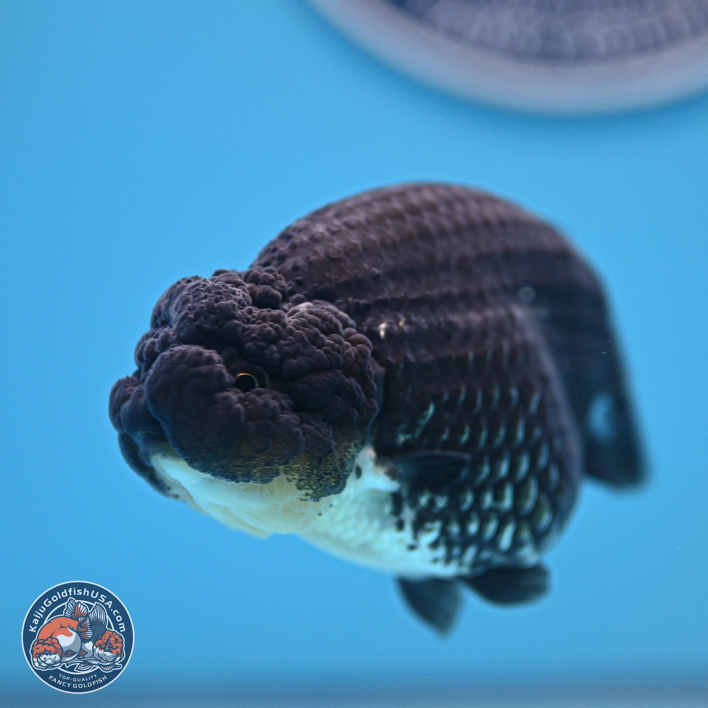Platinum Ranchu 4.5 inches (241025_RC08) - Kaiju Goldfish USA