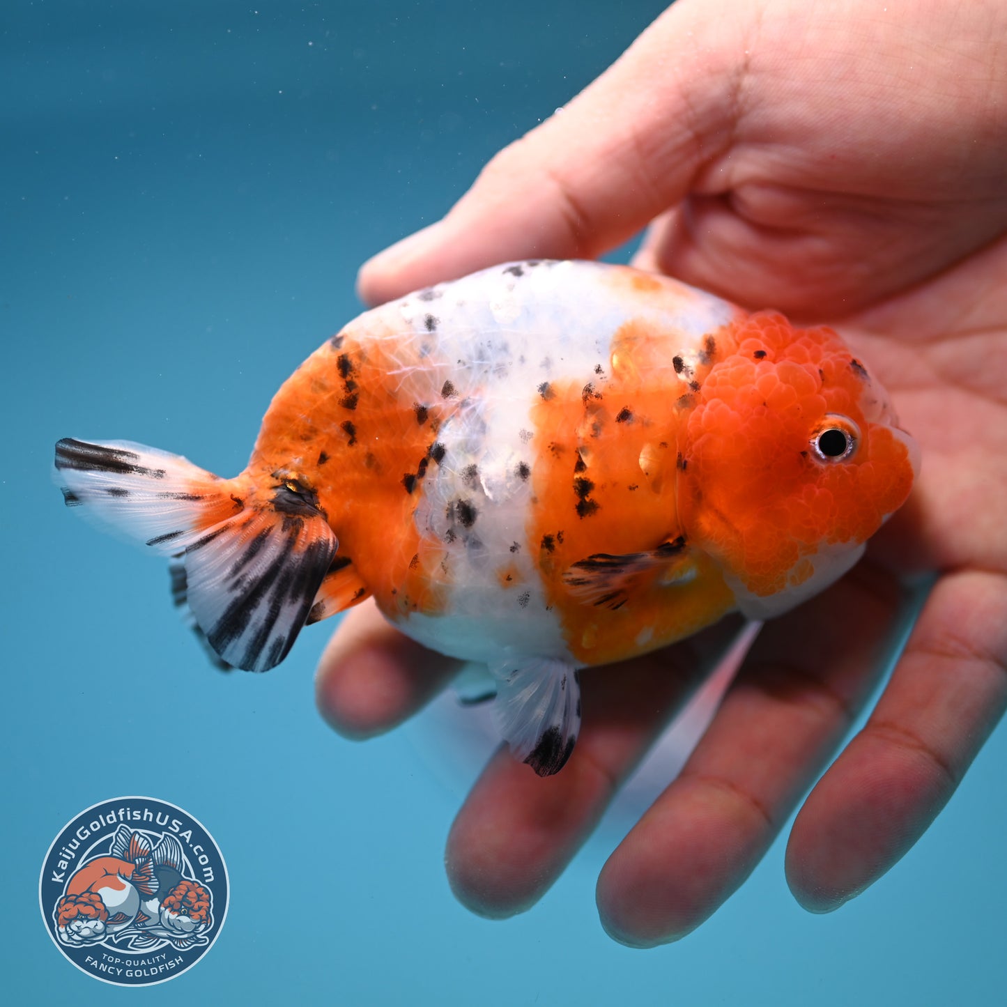 Calico Ranchu 4 inch Body (250919_RC08)