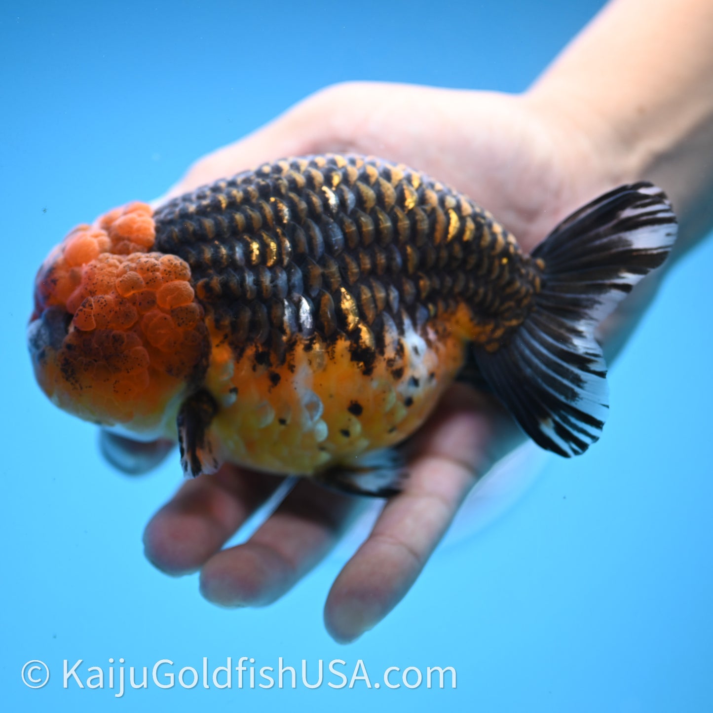 Shogun Red Kirin Ranchu 4.6 in Body (240719_RC08) - Kaiju Goldfish USA