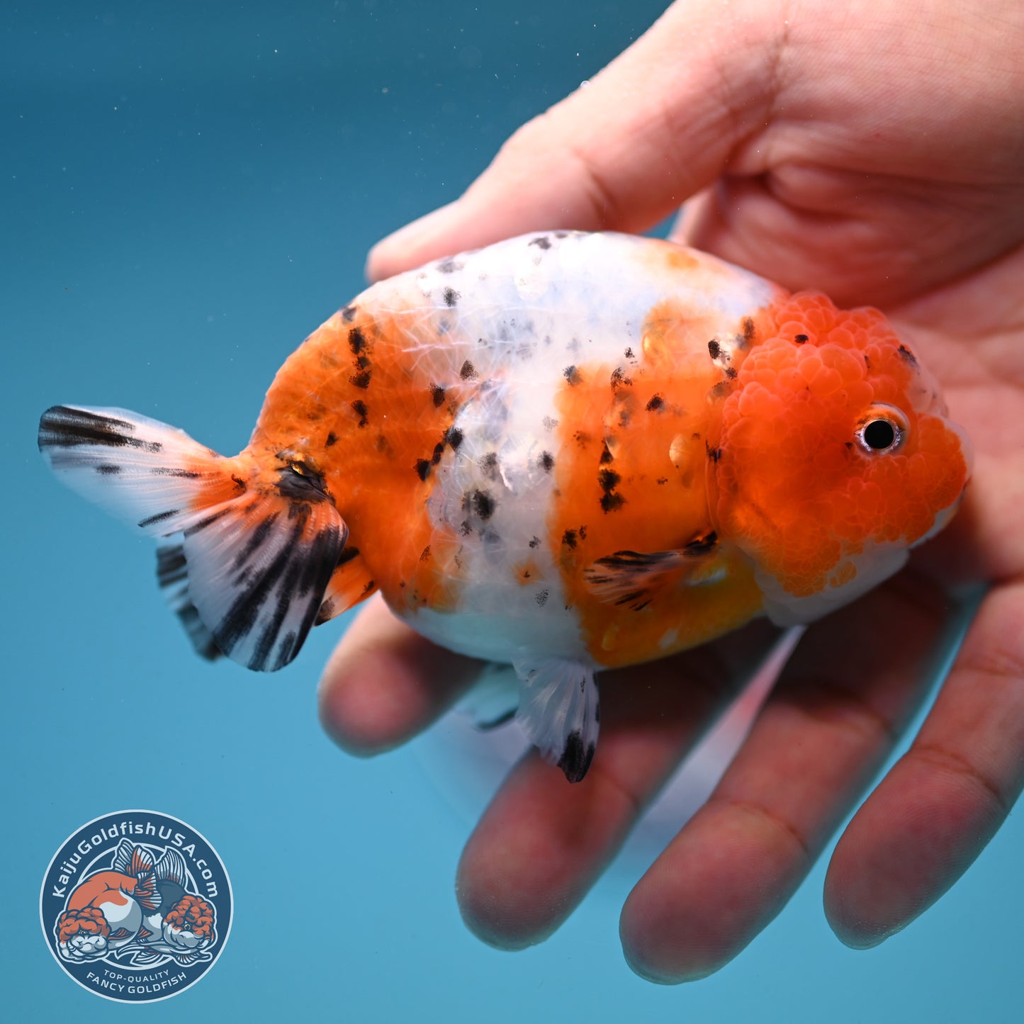Calico Ranchu 4 inch Body (250919_RC08)