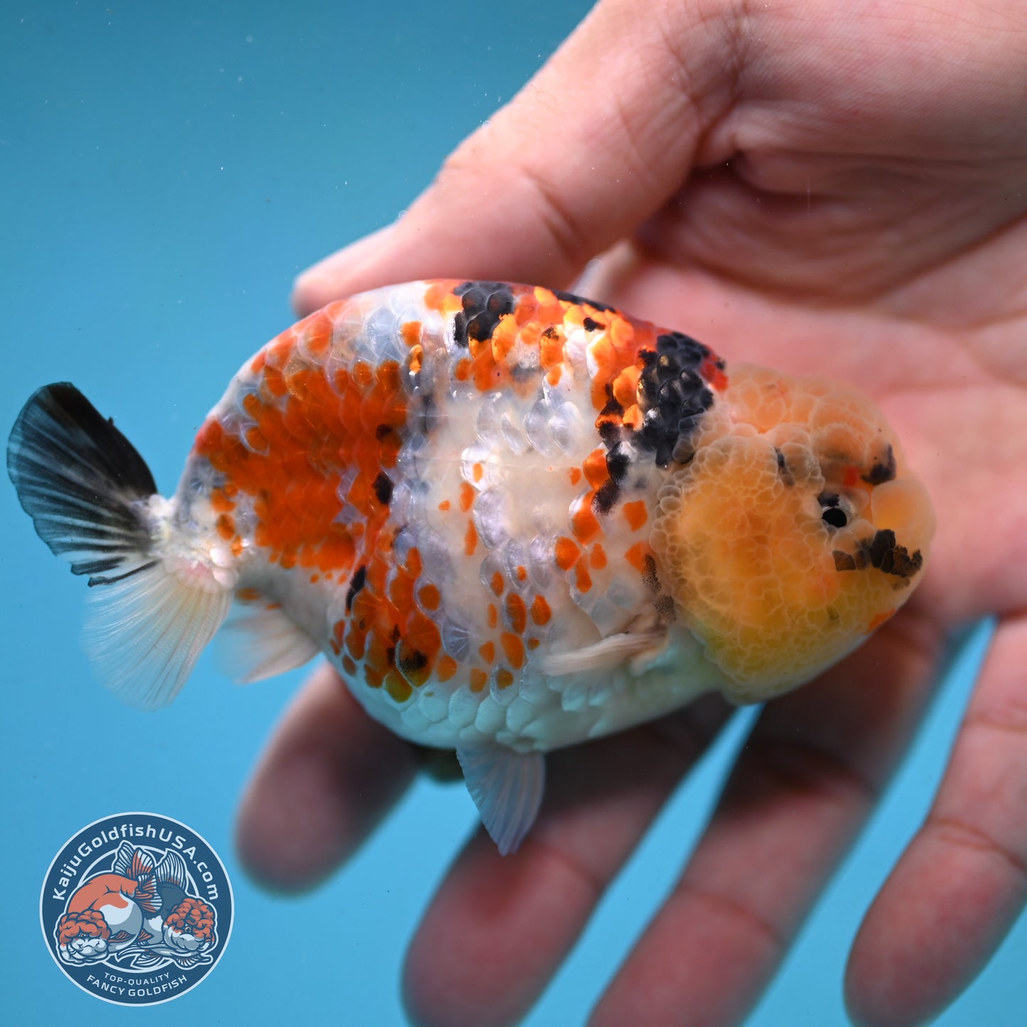 Tricolor Ranchu 3.5 inch Body (251003_RC08)