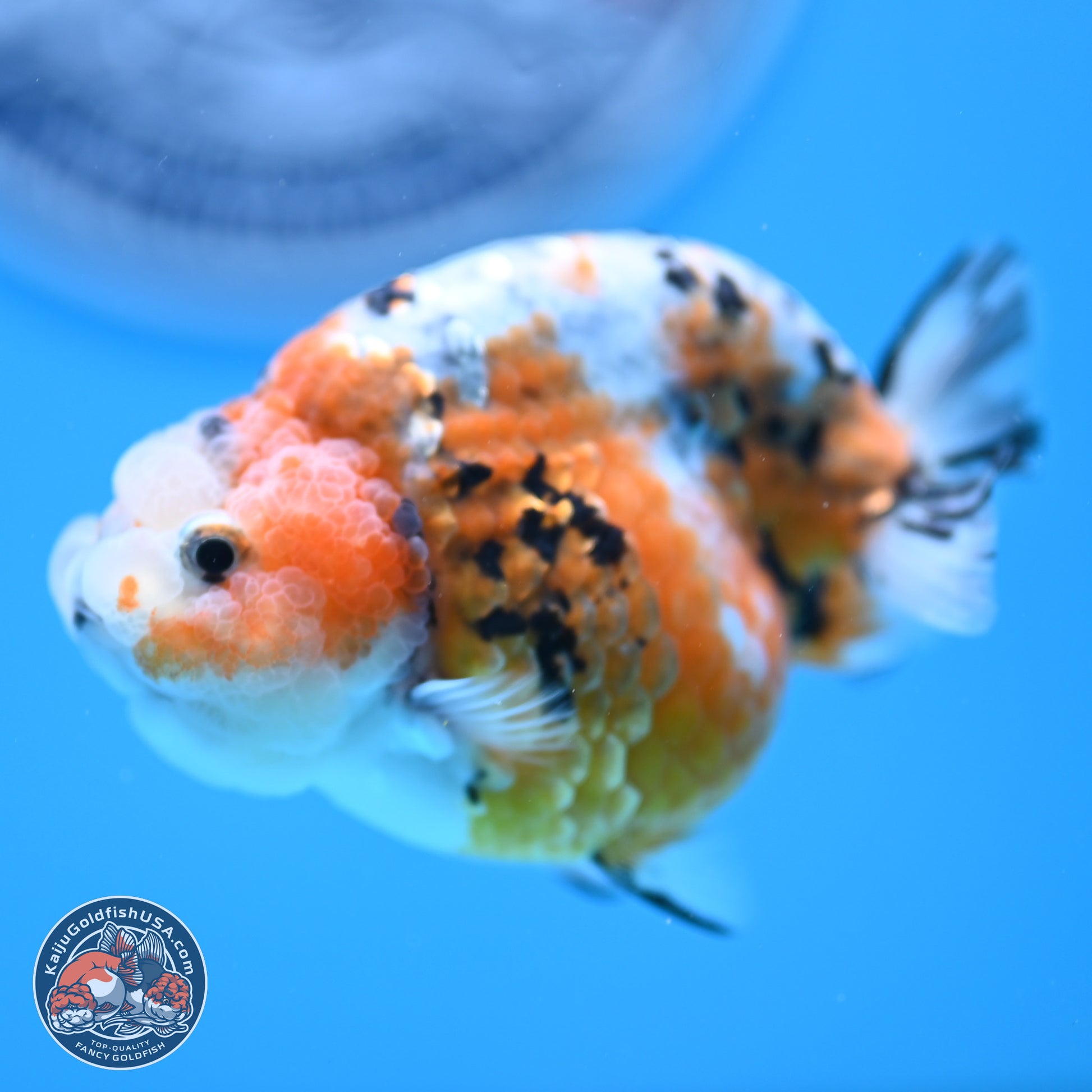 Tricolor Calico Ranchu 3 in Body (240809_RC08) - Kaiju Goldfish USA