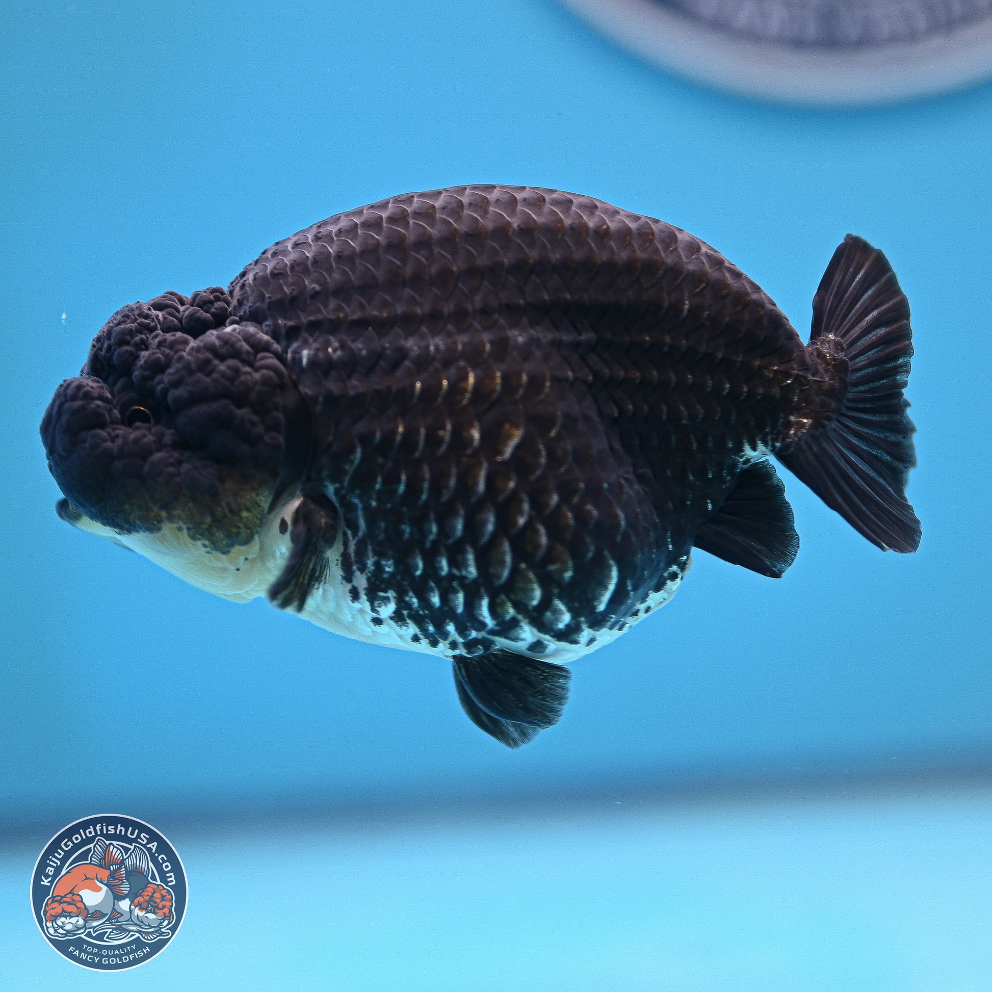 Platinum Ranchu 4.5 inches (241025_RC08) - Kaiju Goldfish USA