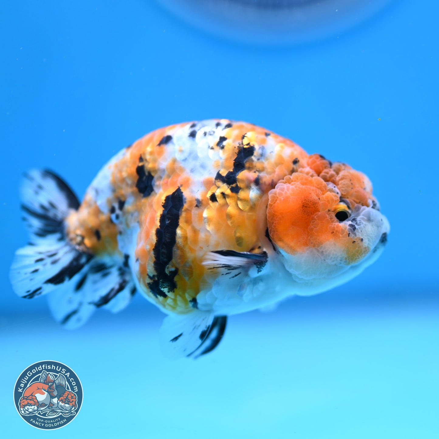 Tricolor Ranchu 3.5in Body (240823_OR08) - Kaiju Goldfish USA