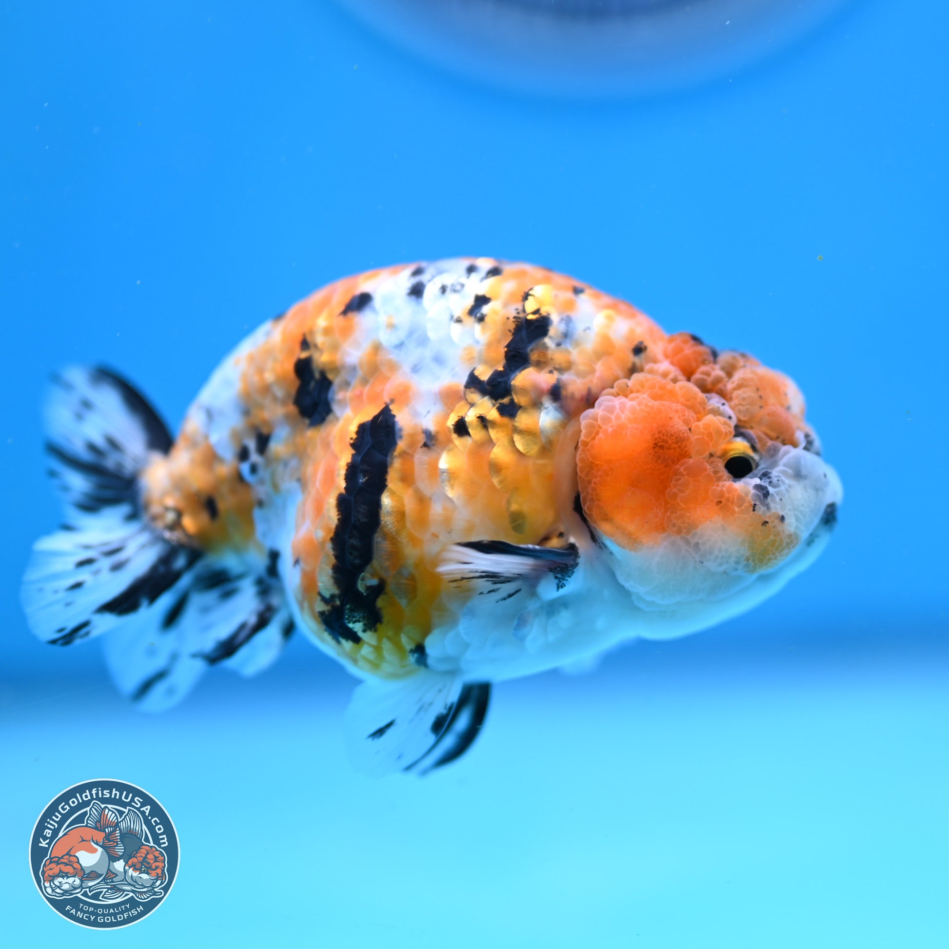 Tricolor Ranchu 3.5in Body (240823_OR08) - Kaiju Goldfish USA