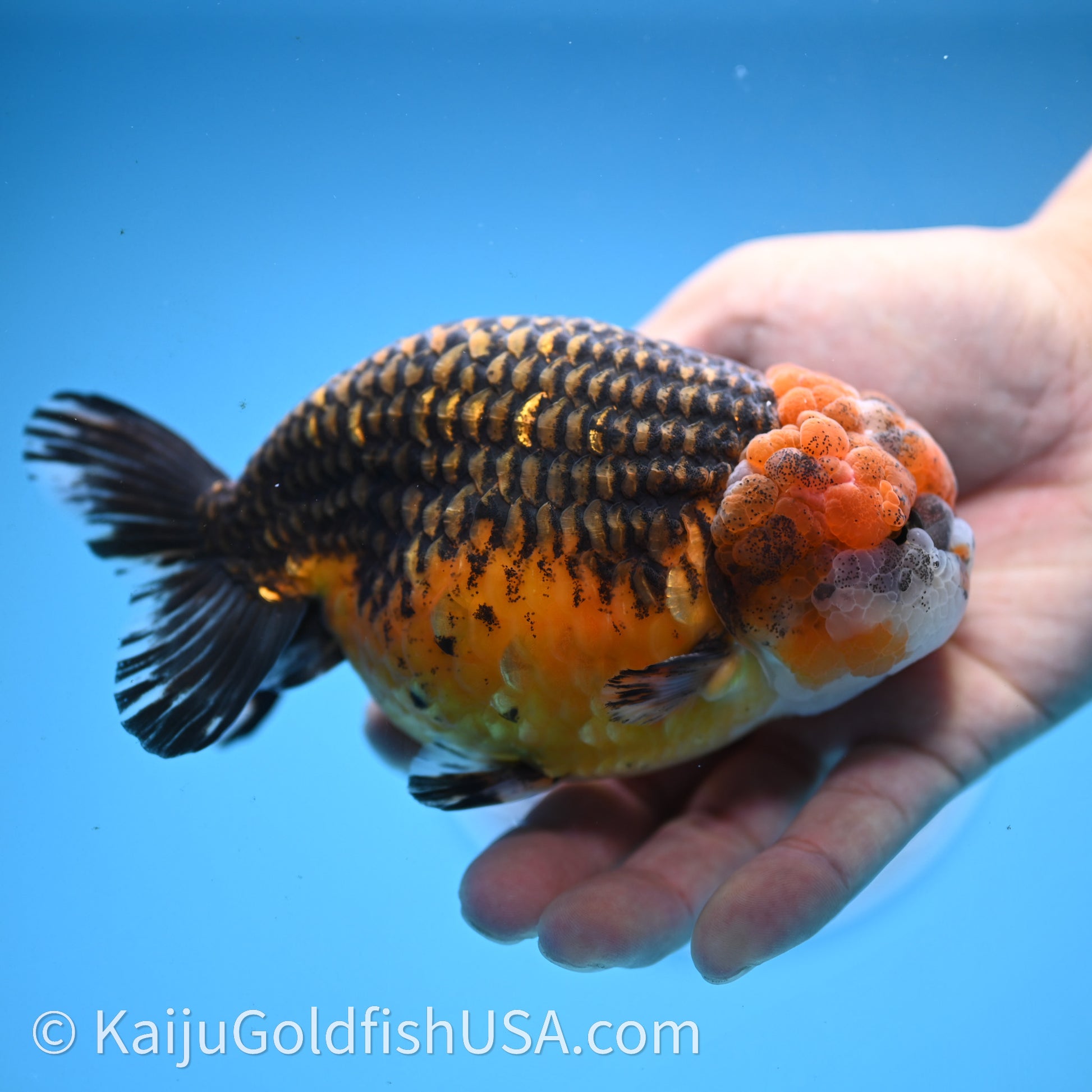 Shogun Red Kirin Ranchu 4.6 in Body (240719_RC08) - Kaiju Goldfish USA